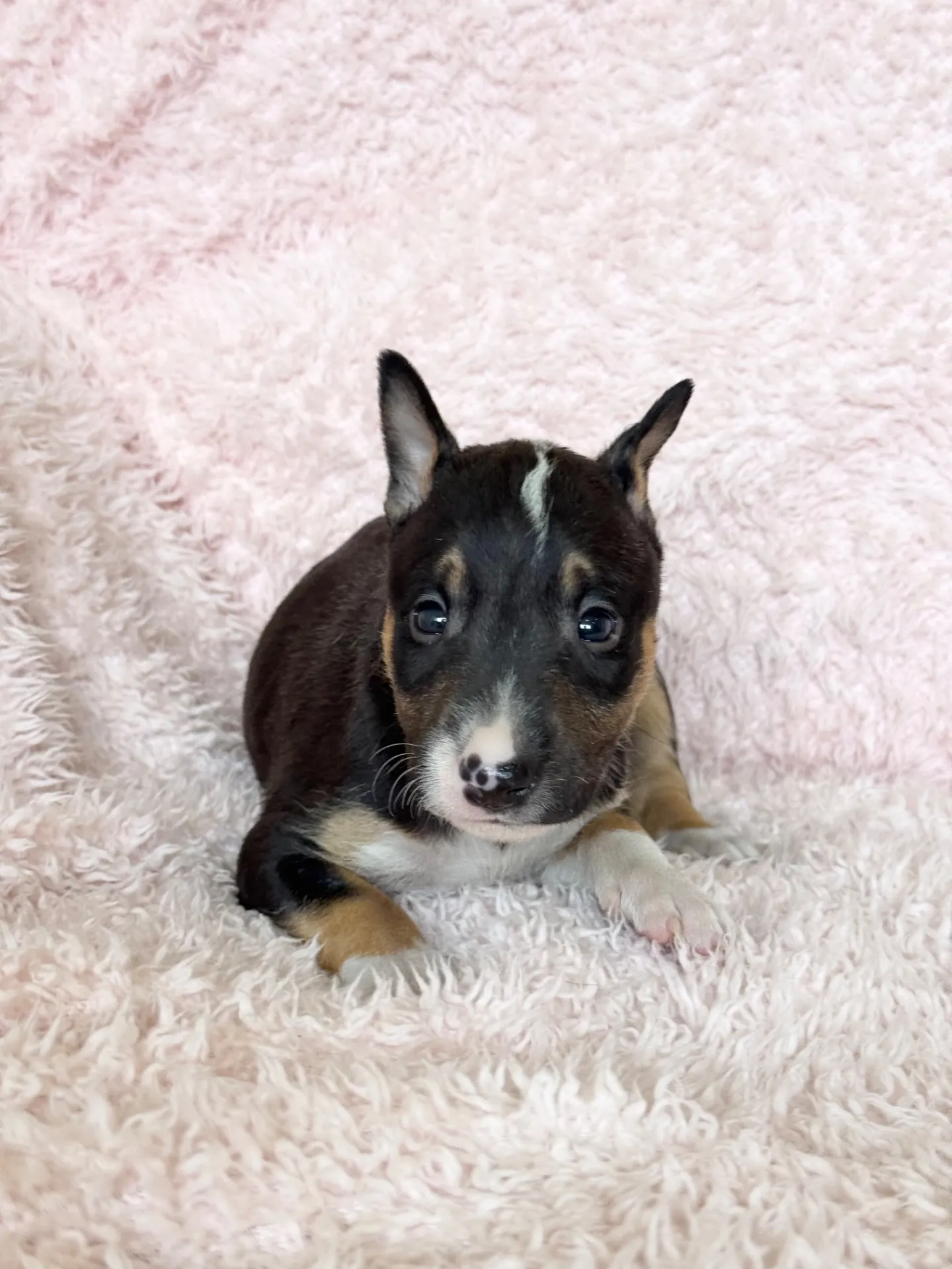 【ご契約済み】ミニチュアブルテリア