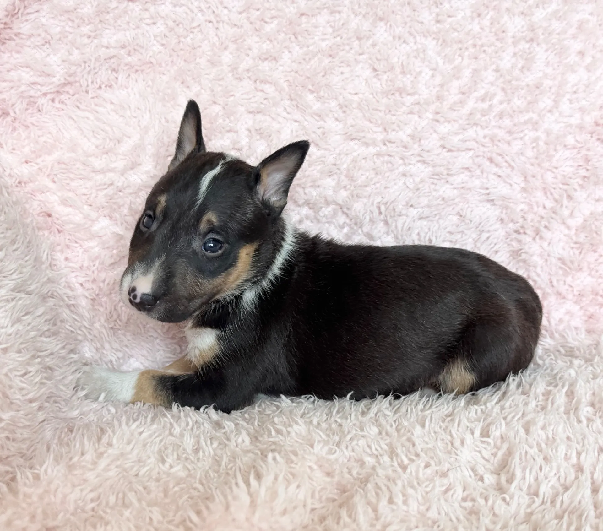 【ご契約済み】ミニチュアブルテリア