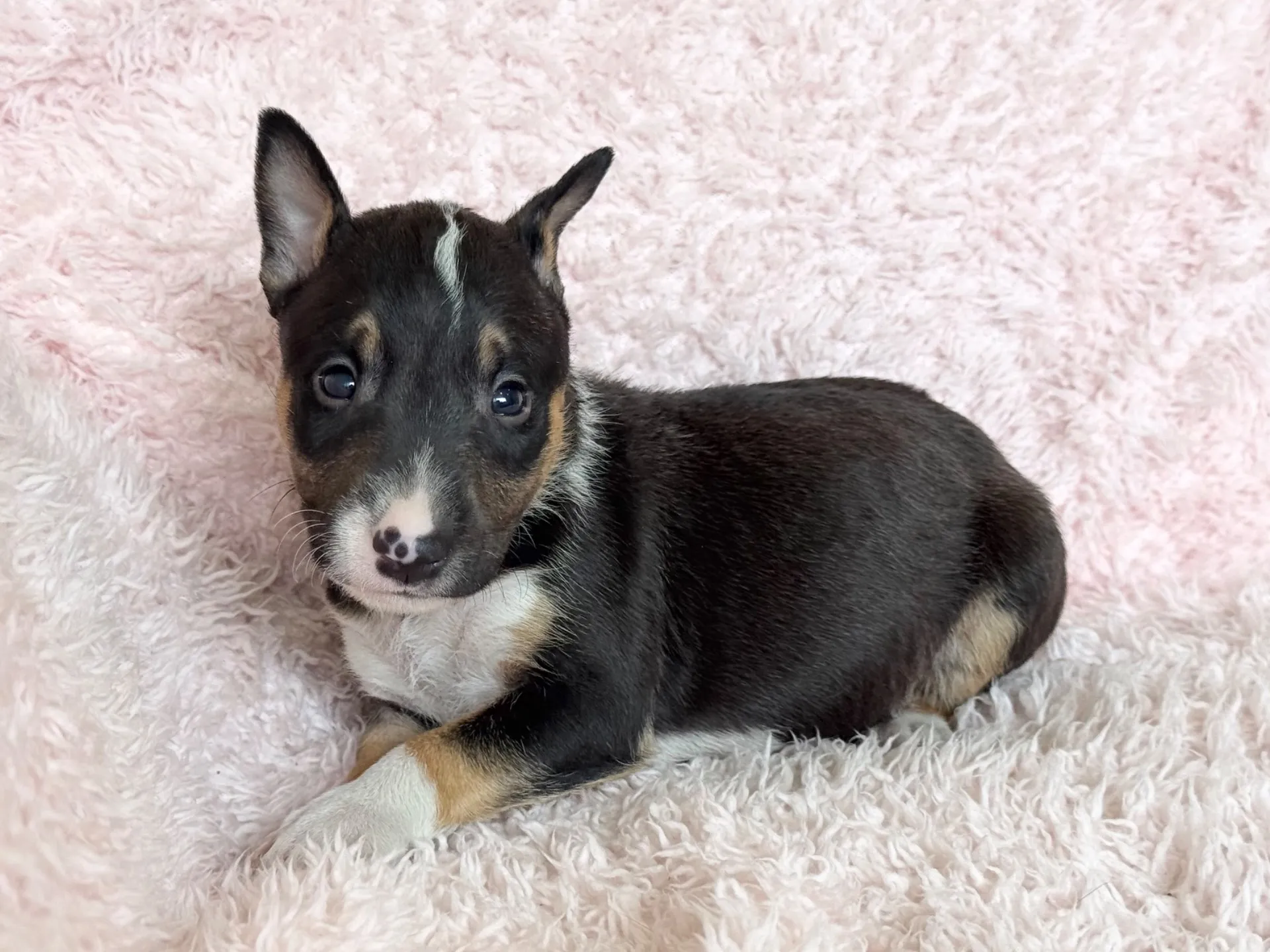 【ご契約済み】ミニチュアブルテリア