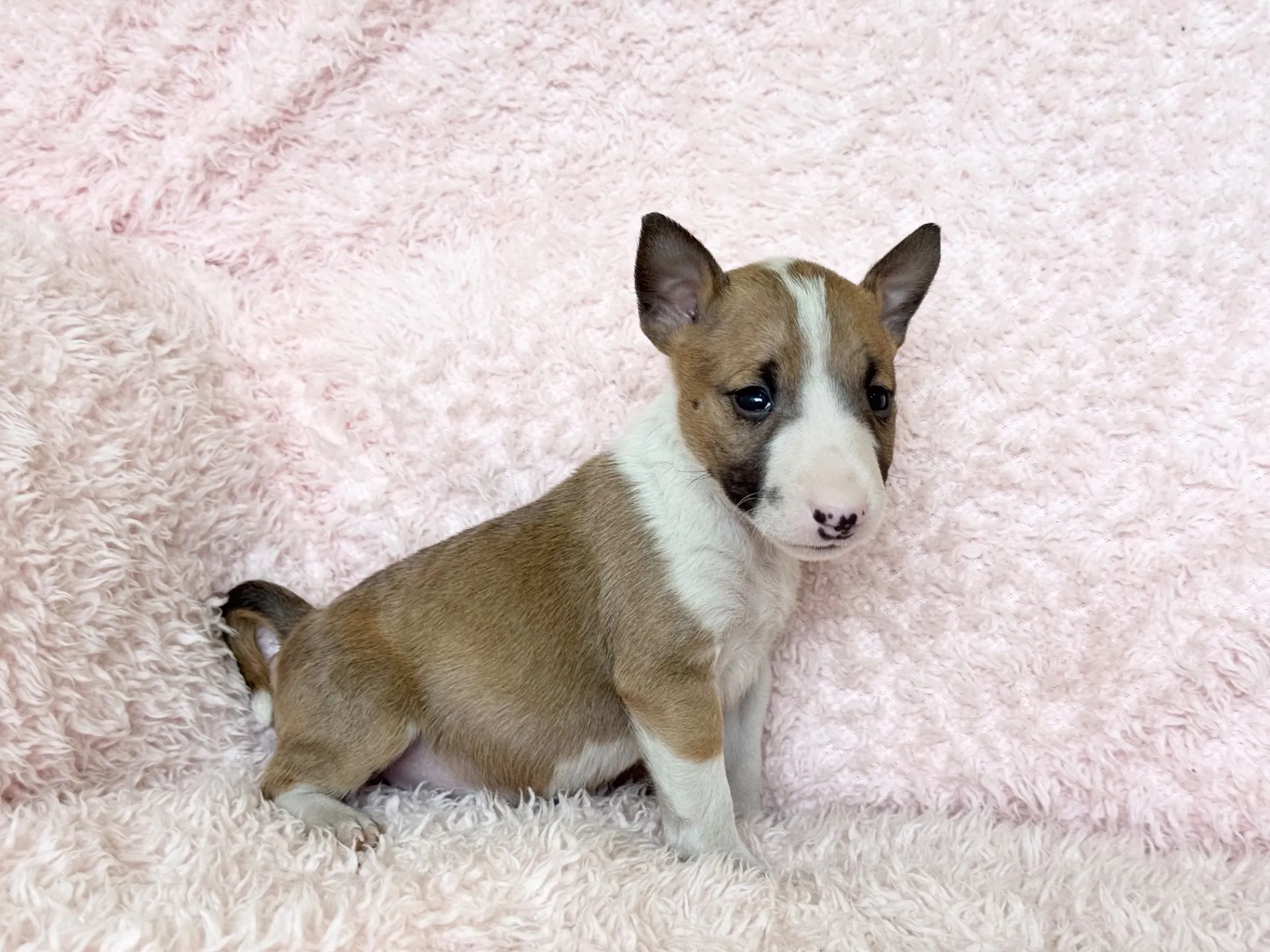 ミニチュアブルテリア