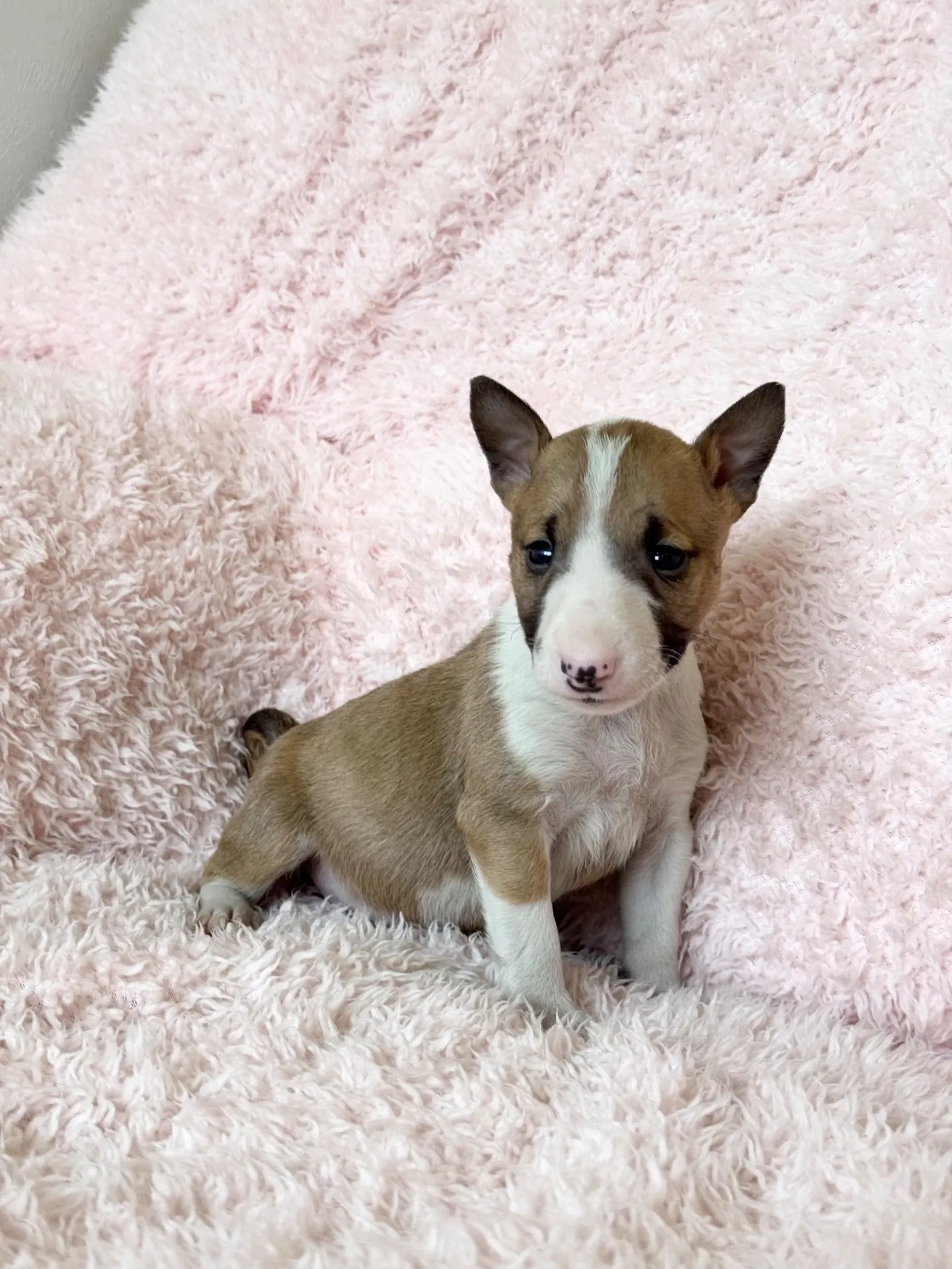 ミニチュアブルテリア