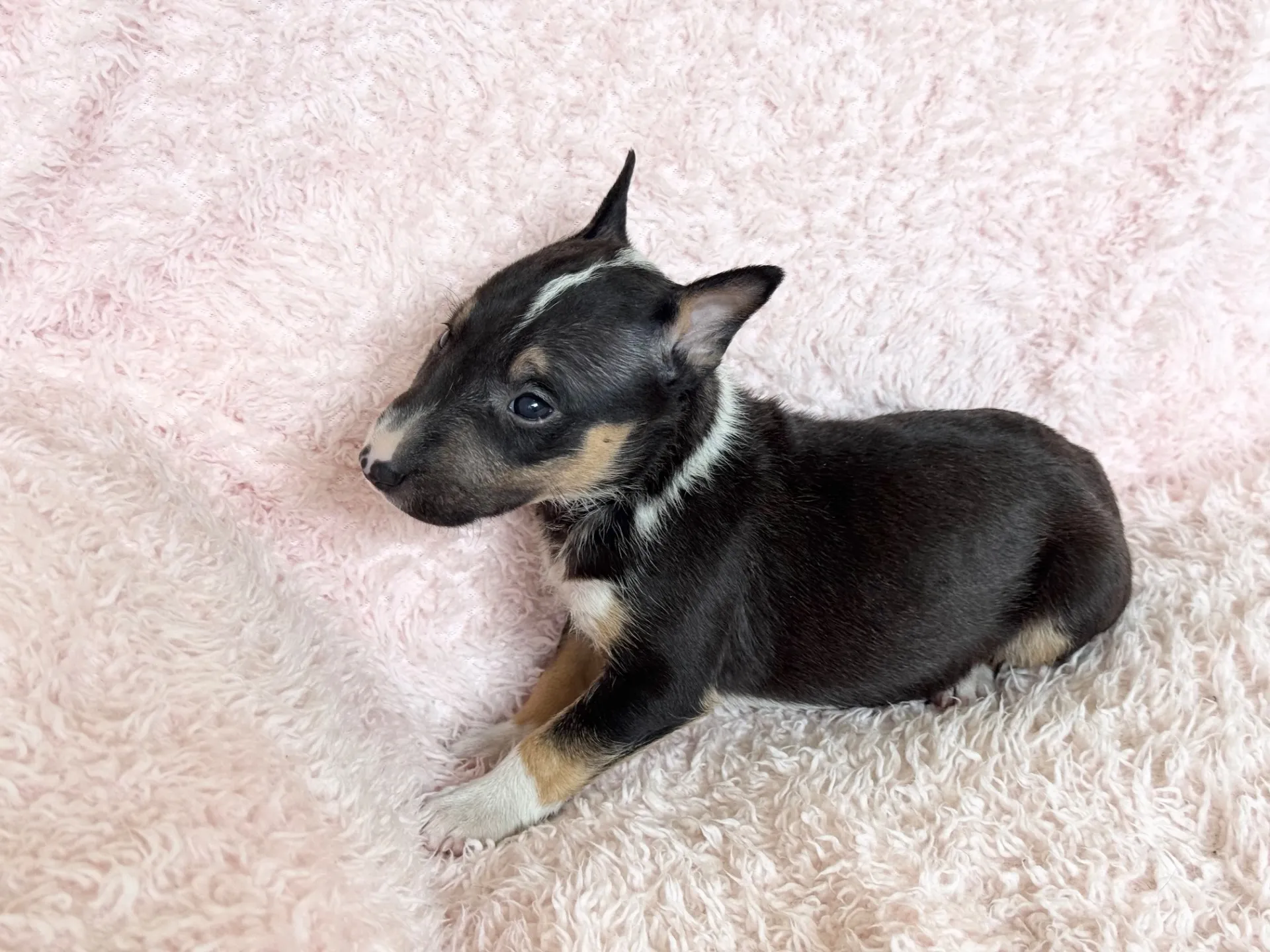 【ご契約済み】ミニチュアブルテリア