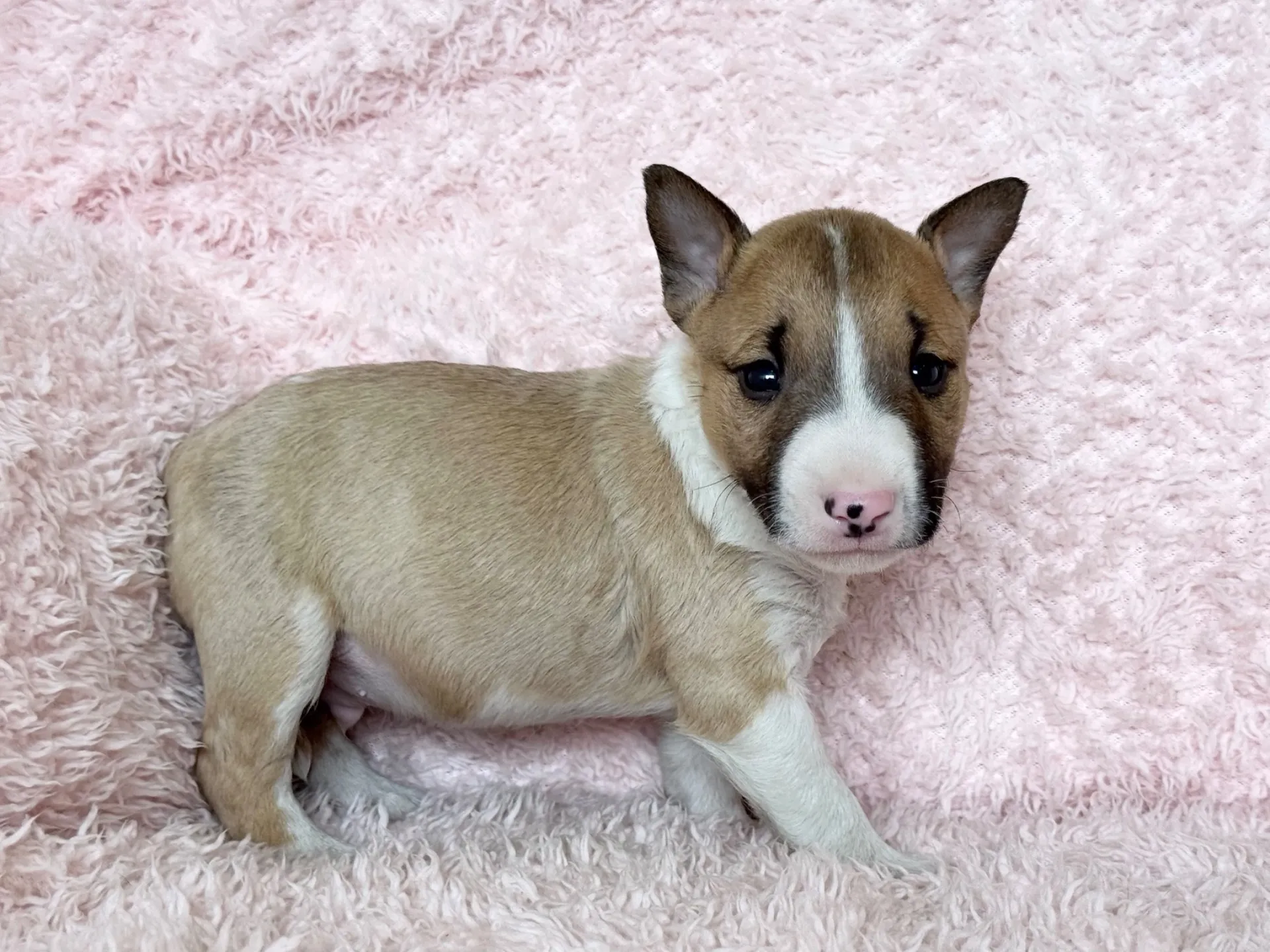 【ご契約済み】ミニチュアブルテリア