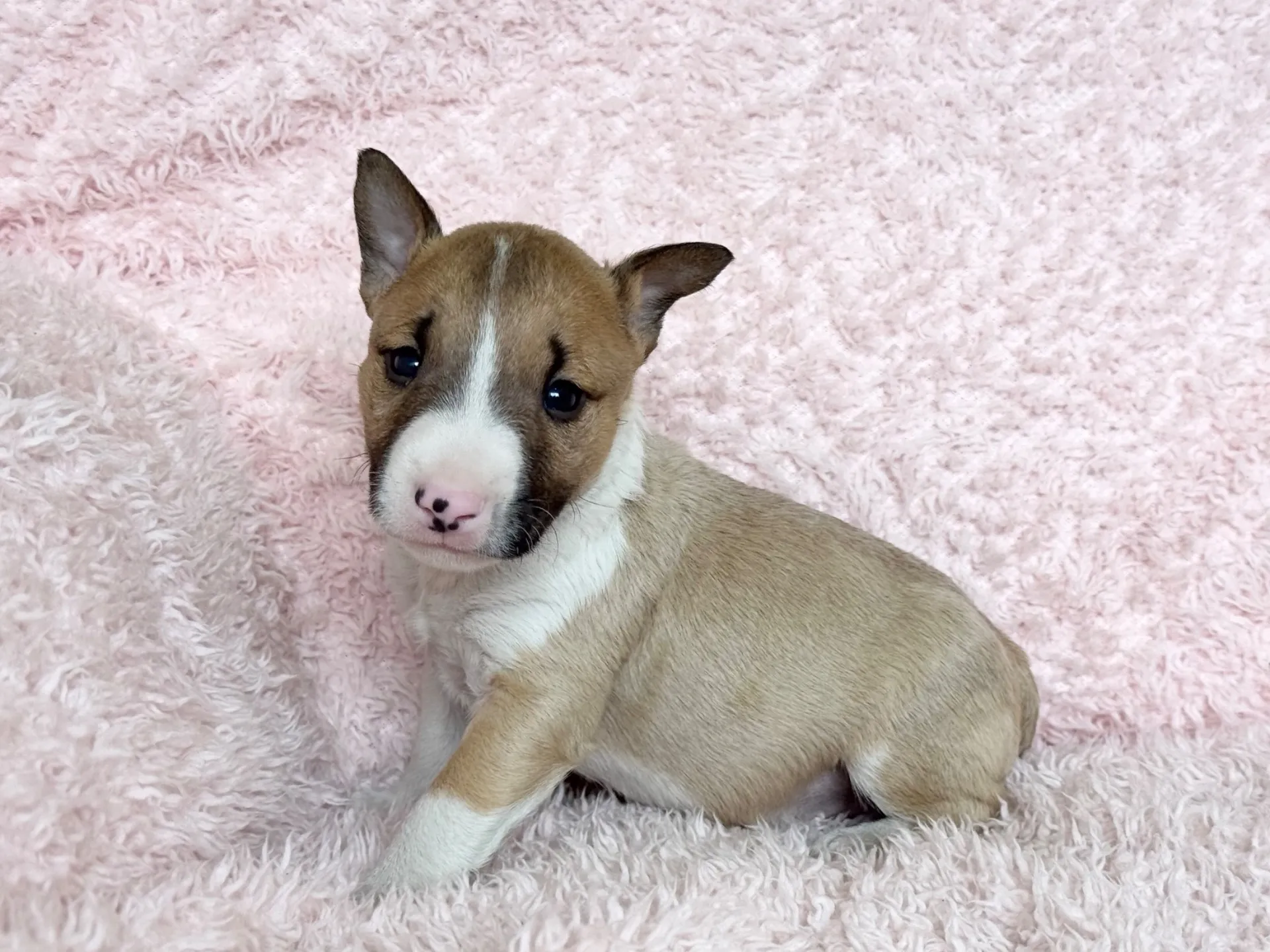 【ご契約済み】ミニチュアブルテリア