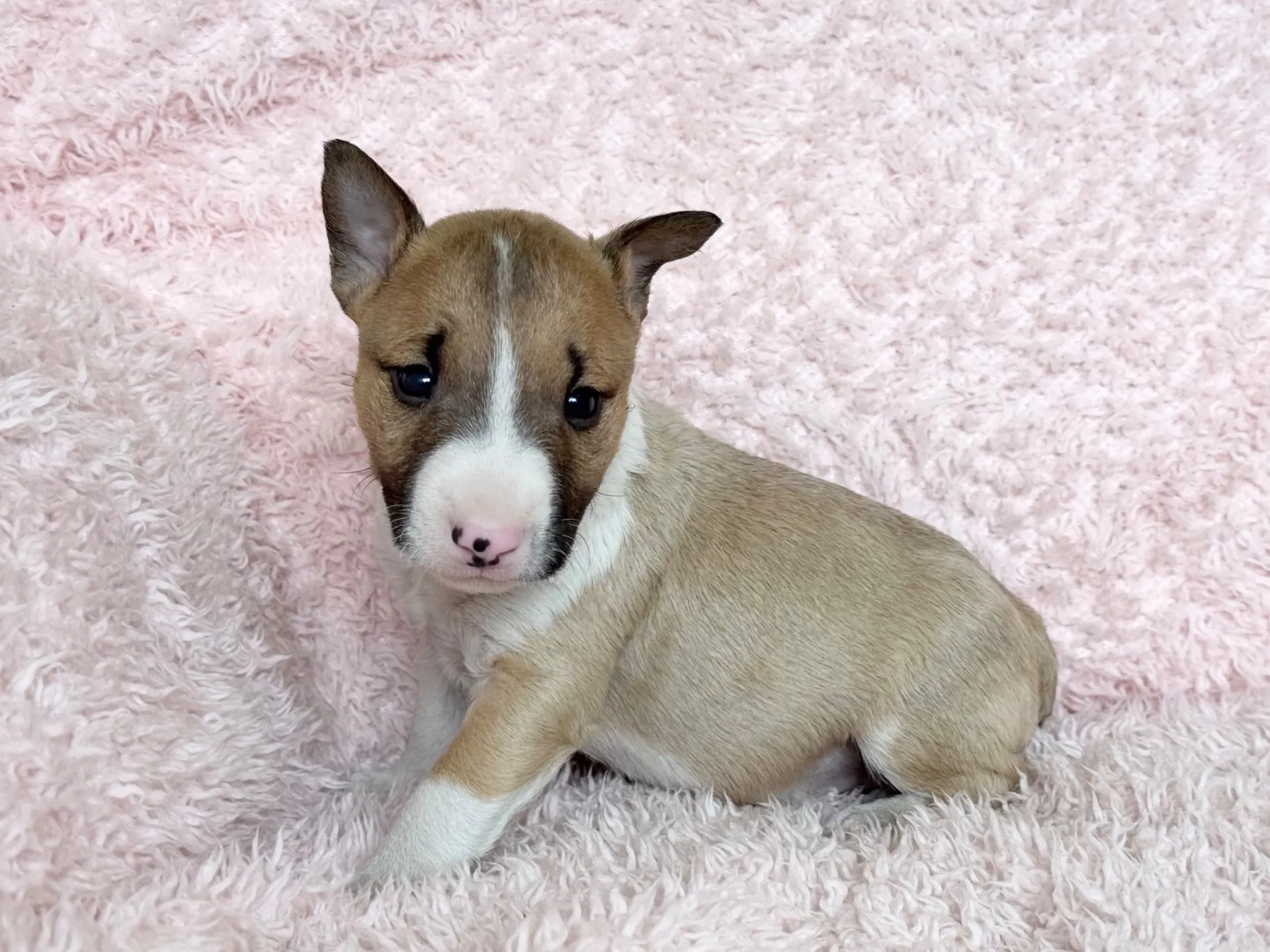 【ご契約済み】ミニチュアブルテリア