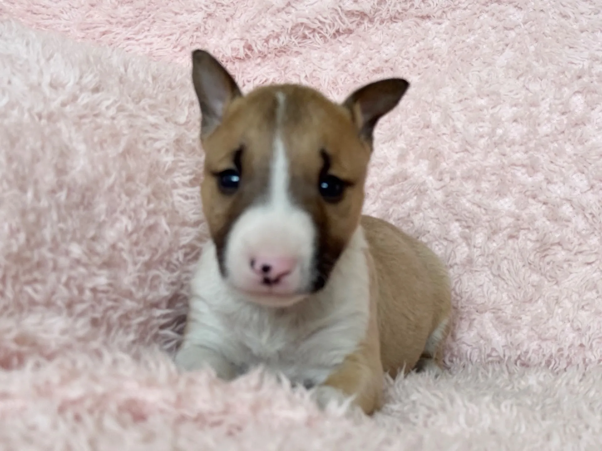 【ご契約済み】ミニチュアブルテリア