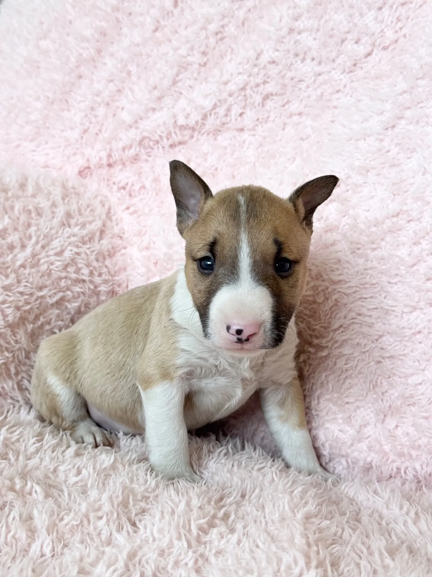 【ご契約済み】ミニチュアブルテリア