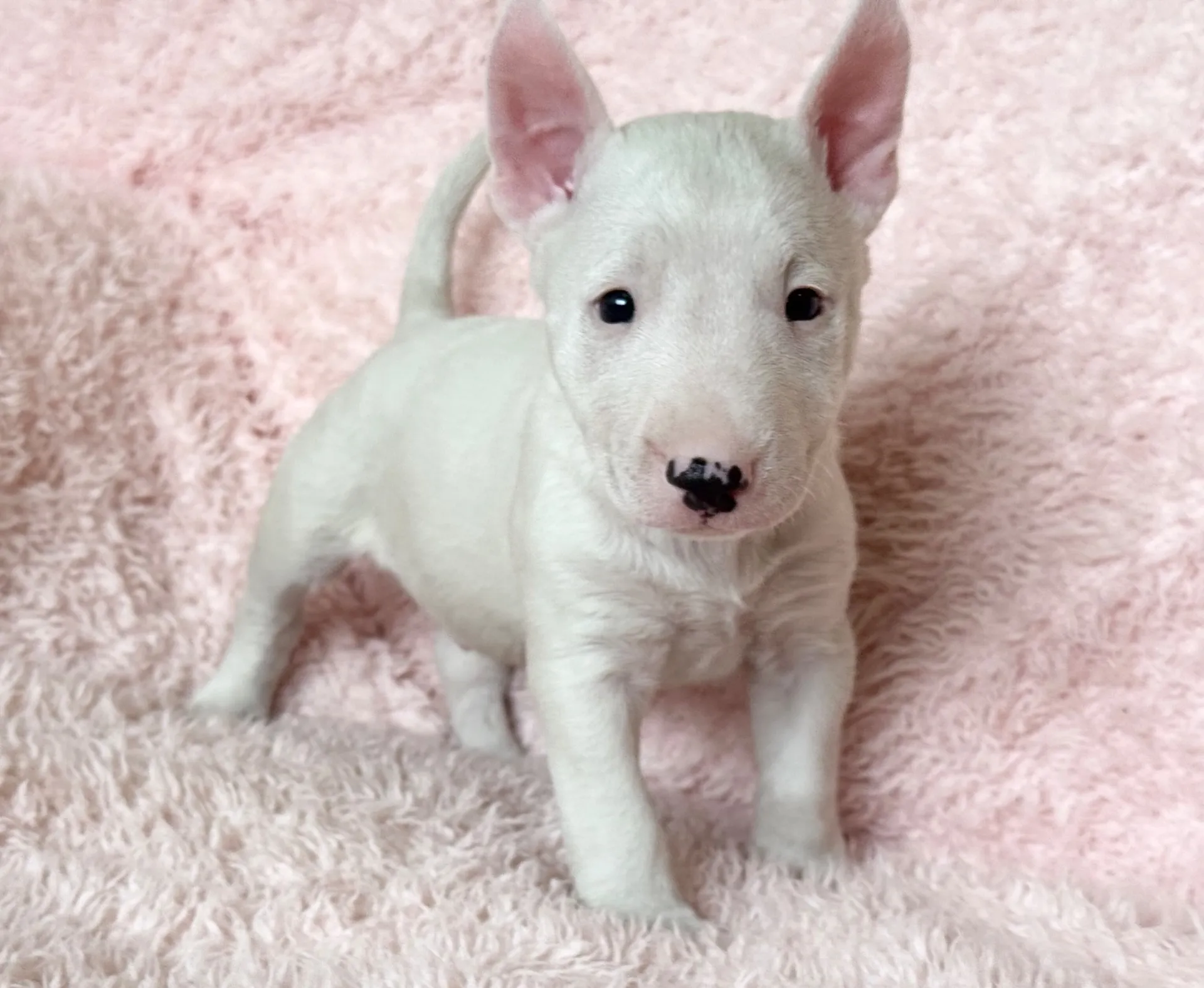 【ご契約済み】ミニチュアブルテリア