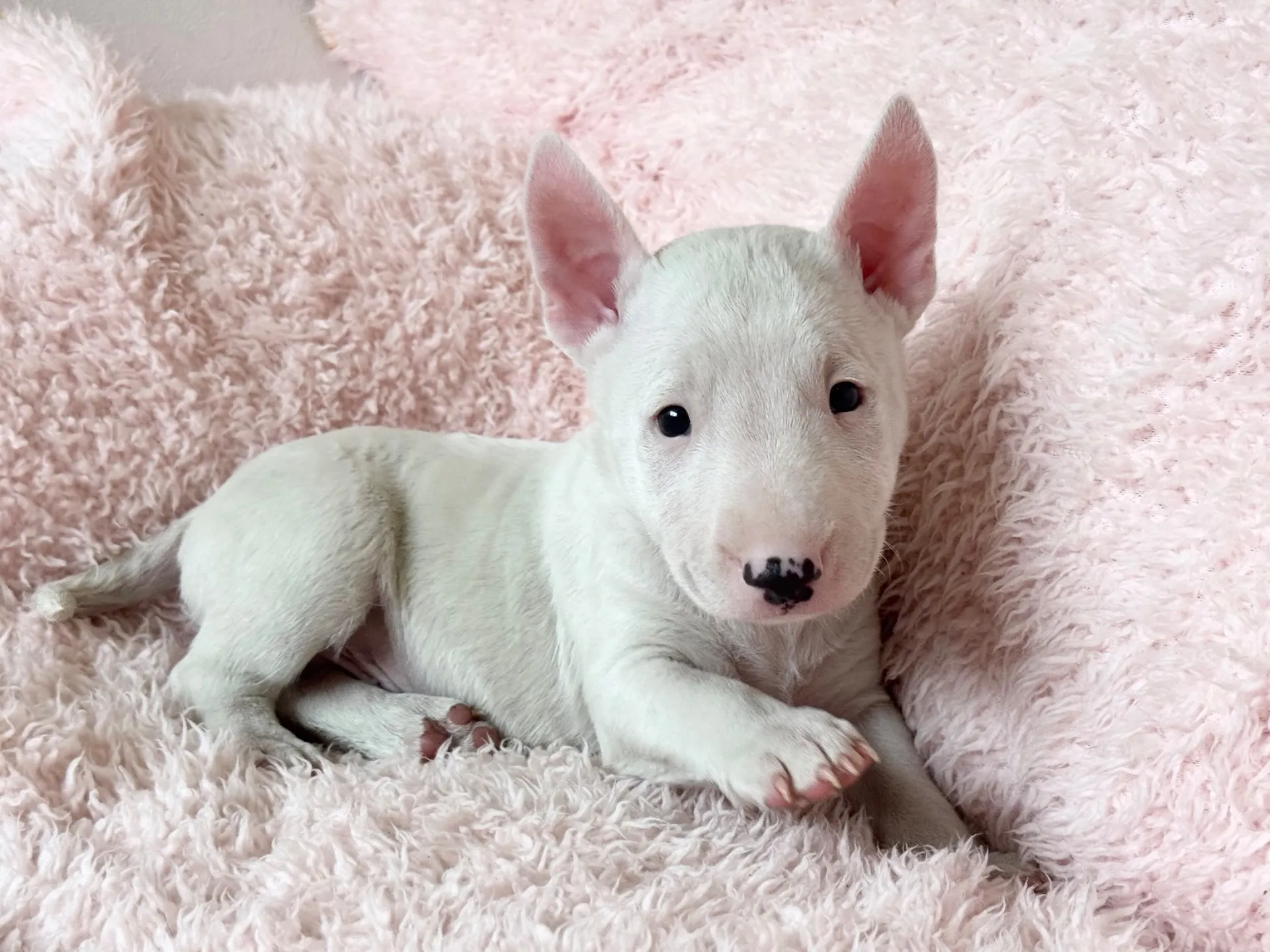 【ご契約済み】ミニチュアブルテリア