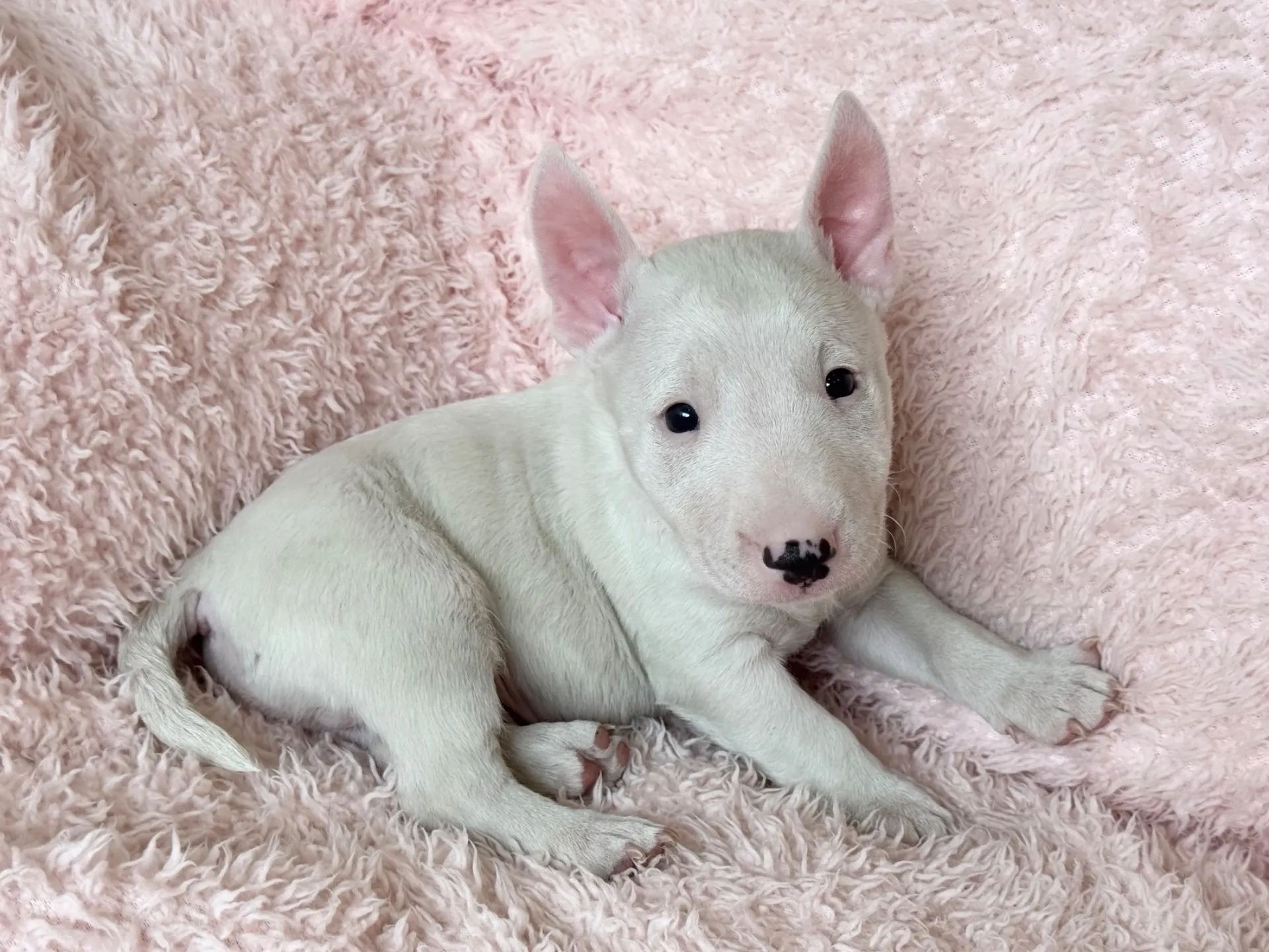 【ご契約済み】ミニチュアブルテリア