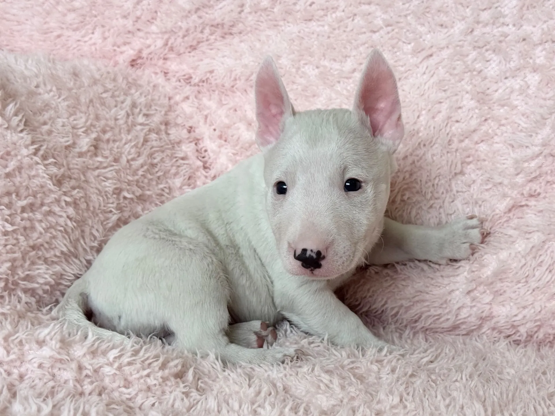 【ご契約済み】ミニチュアブルテリア