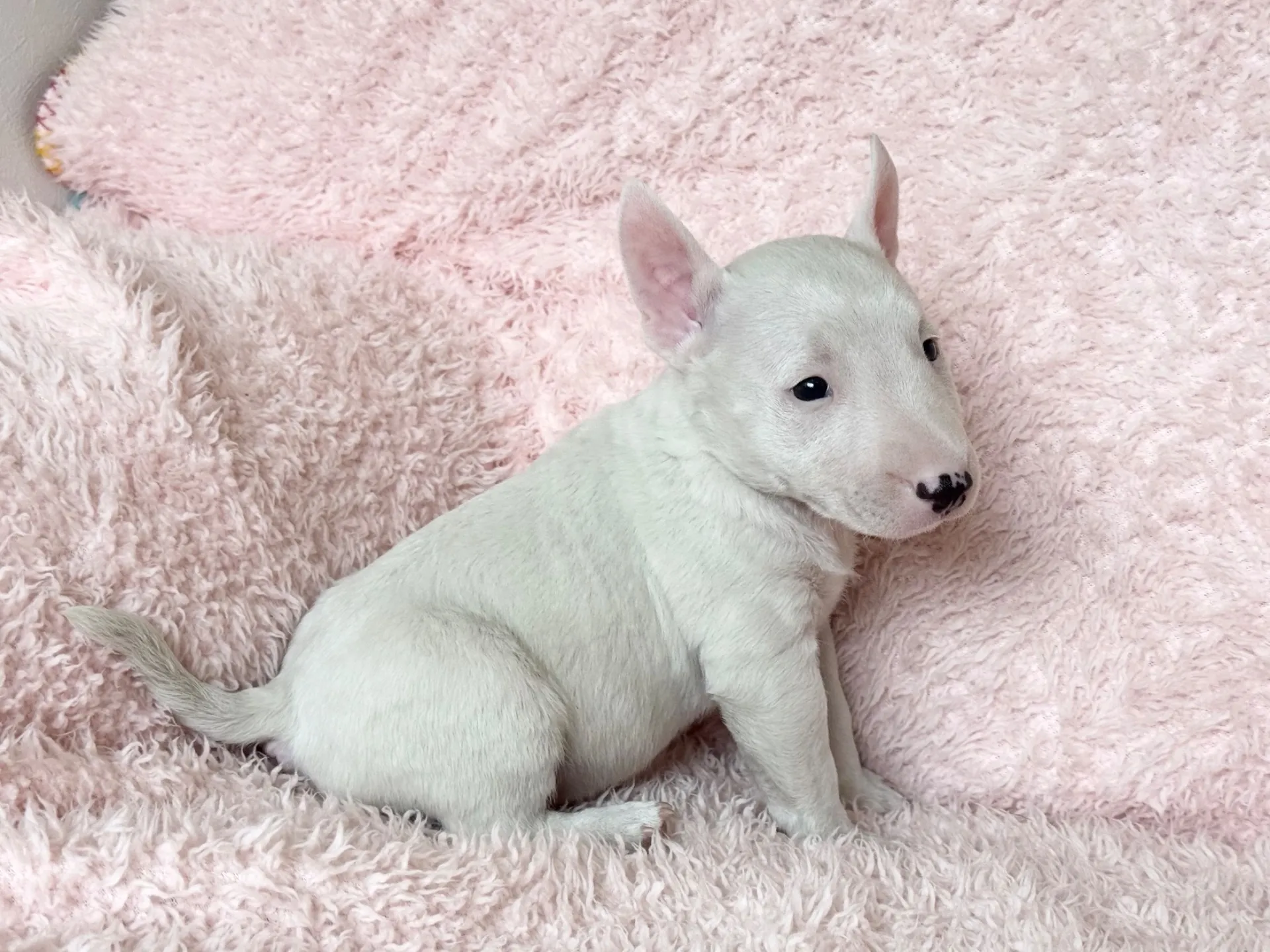 【ご契約済み】ミニチュアブルテリア