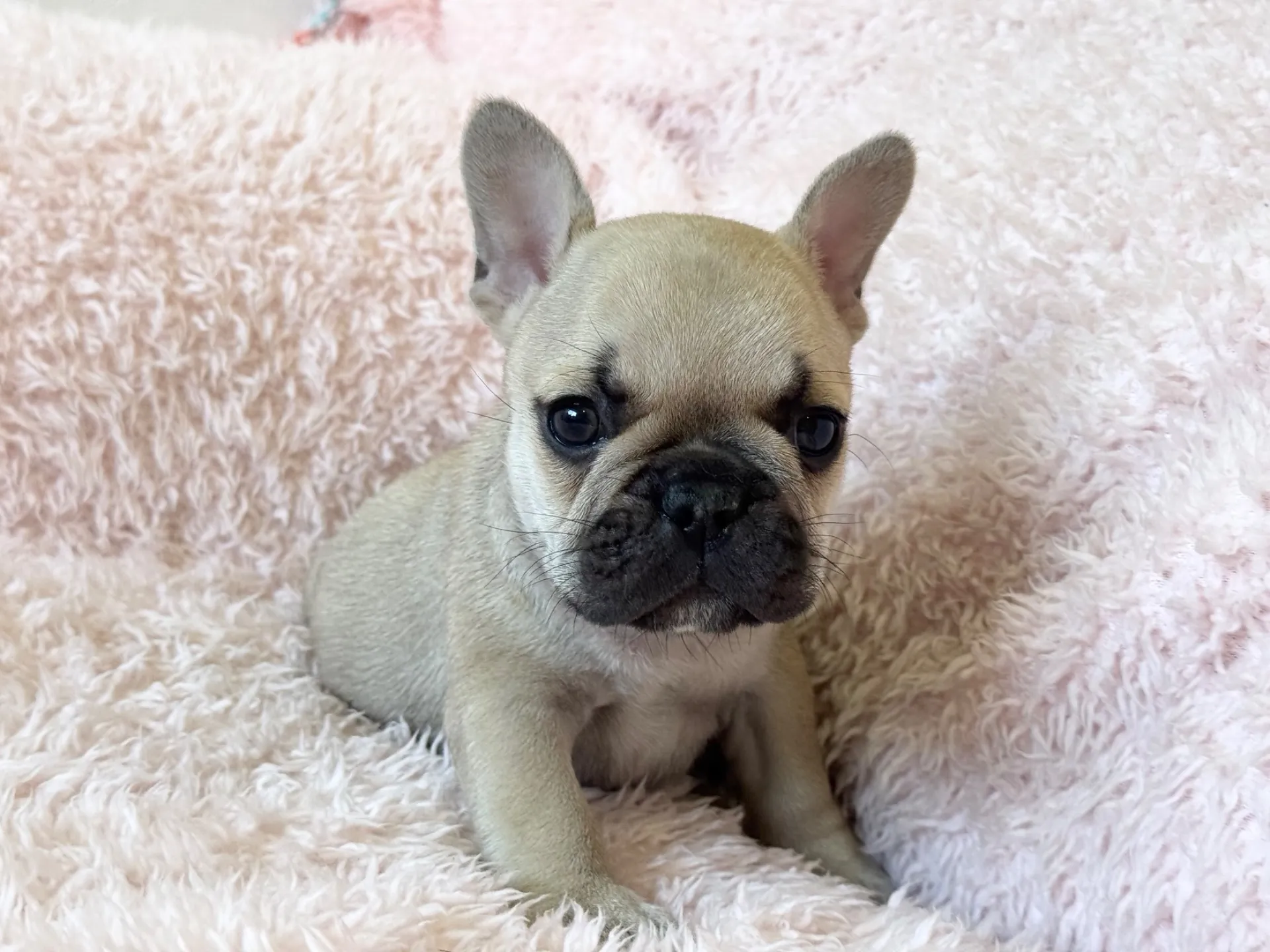 【ご契約済み】フレンチブルドッグ