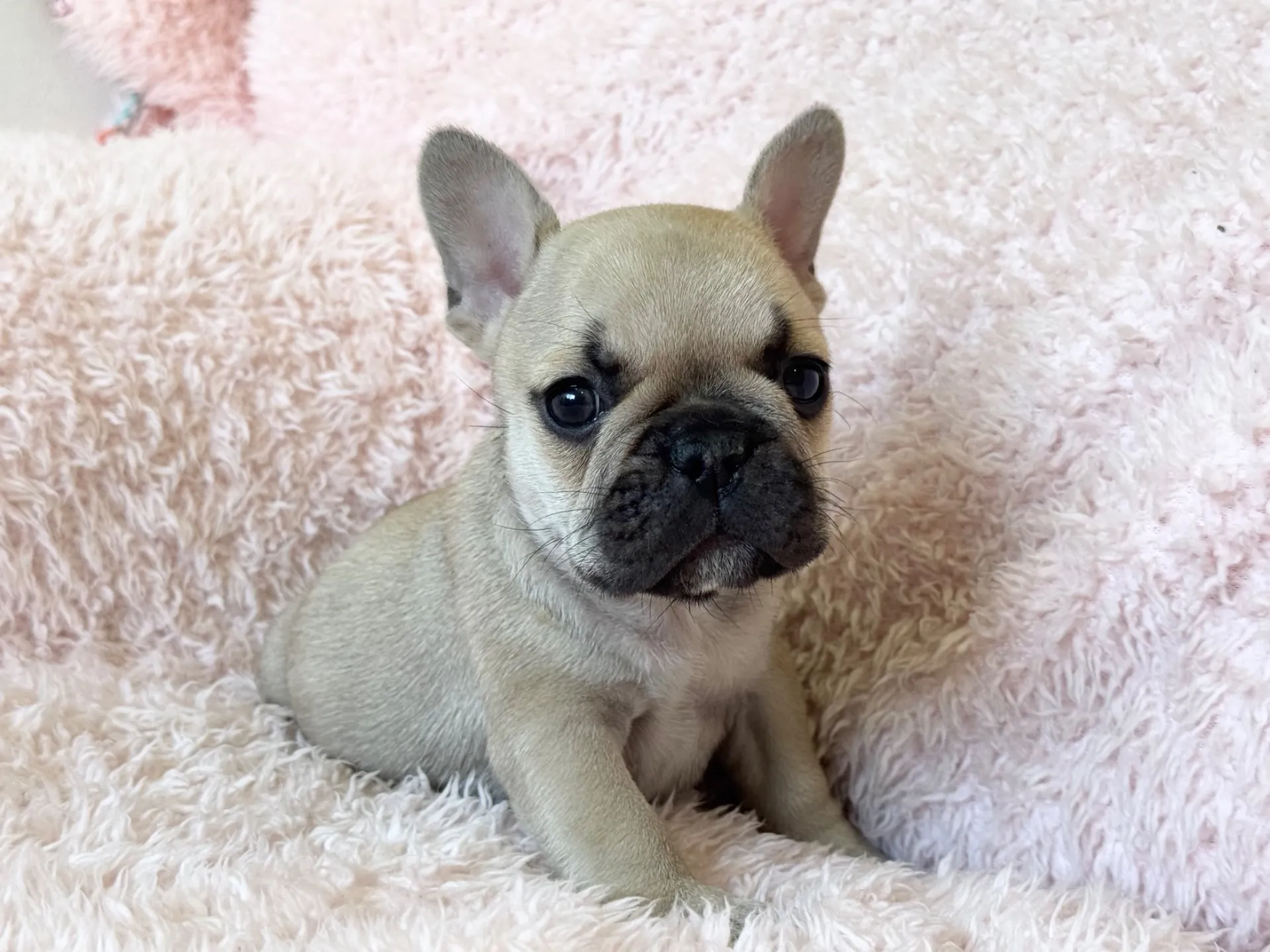 【ご契約済み】フレンチブルドッグ