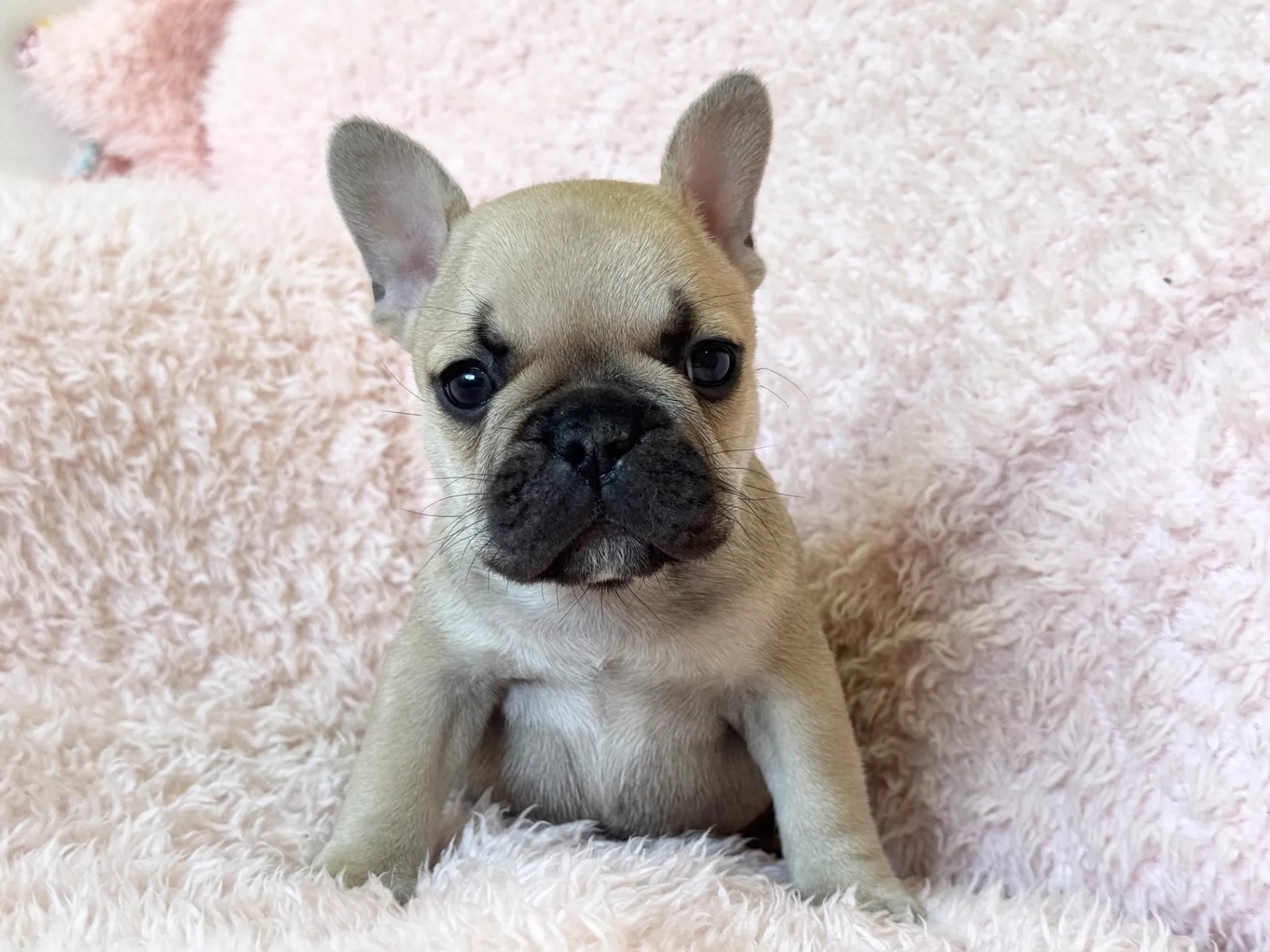 【ご契約済み】フレンチブルドッグ