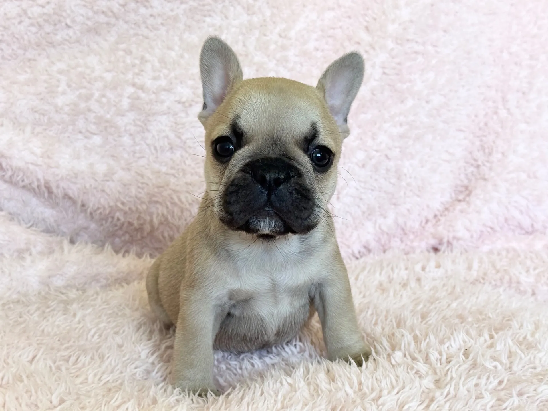 【ご契約済み】フレンチブルドッグ