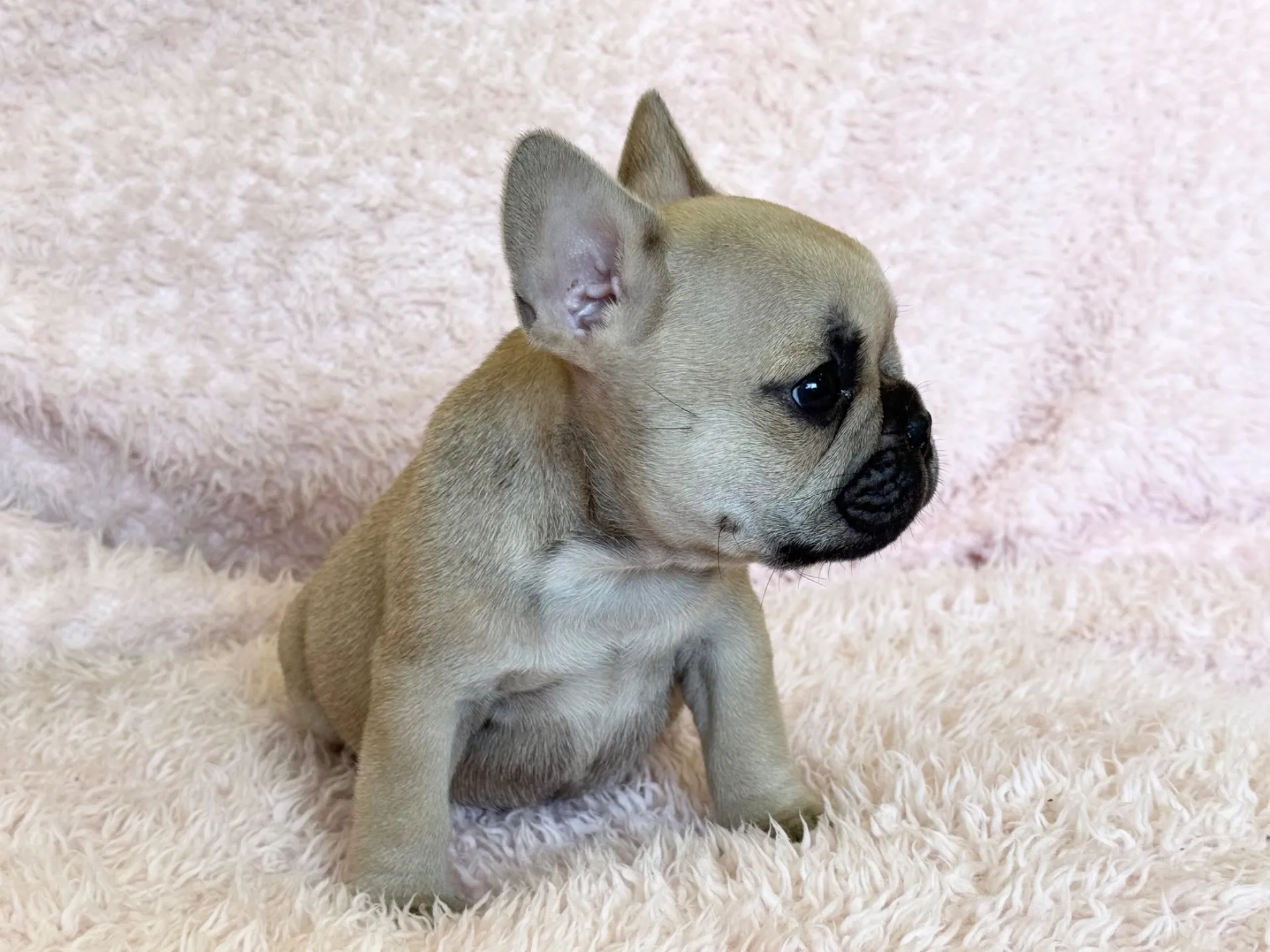 【ご契約済み】フレンチブルドッグ