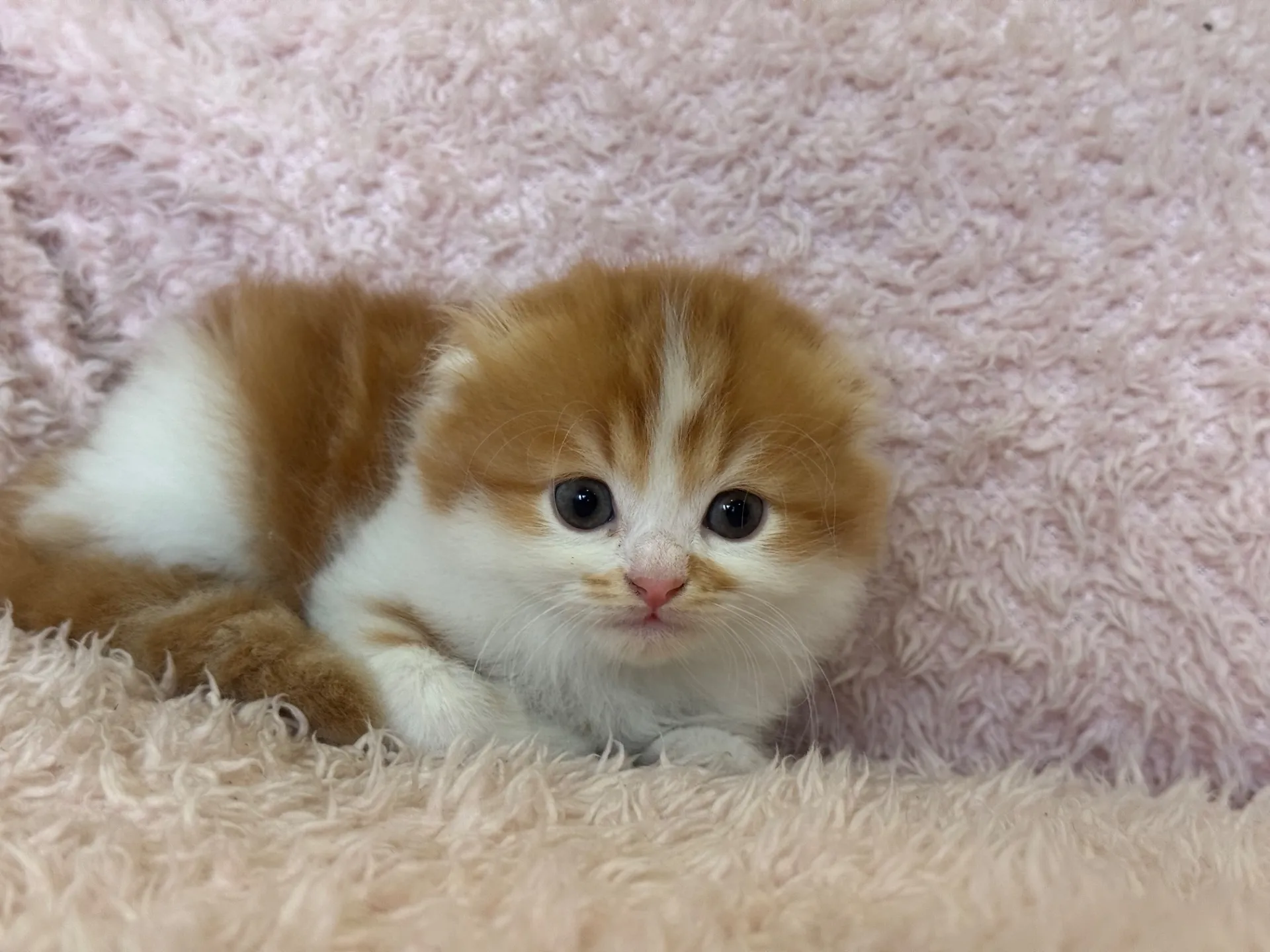 【ご契約済み】スコティッシュフォールド