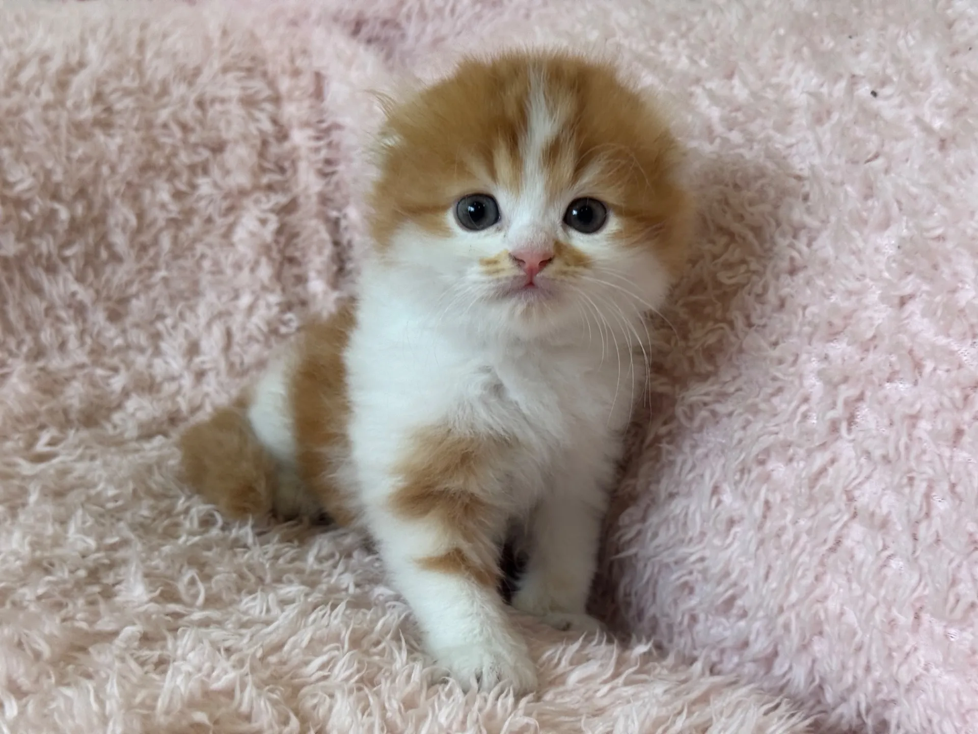 【ご契約済み】スコティッシュフォールド