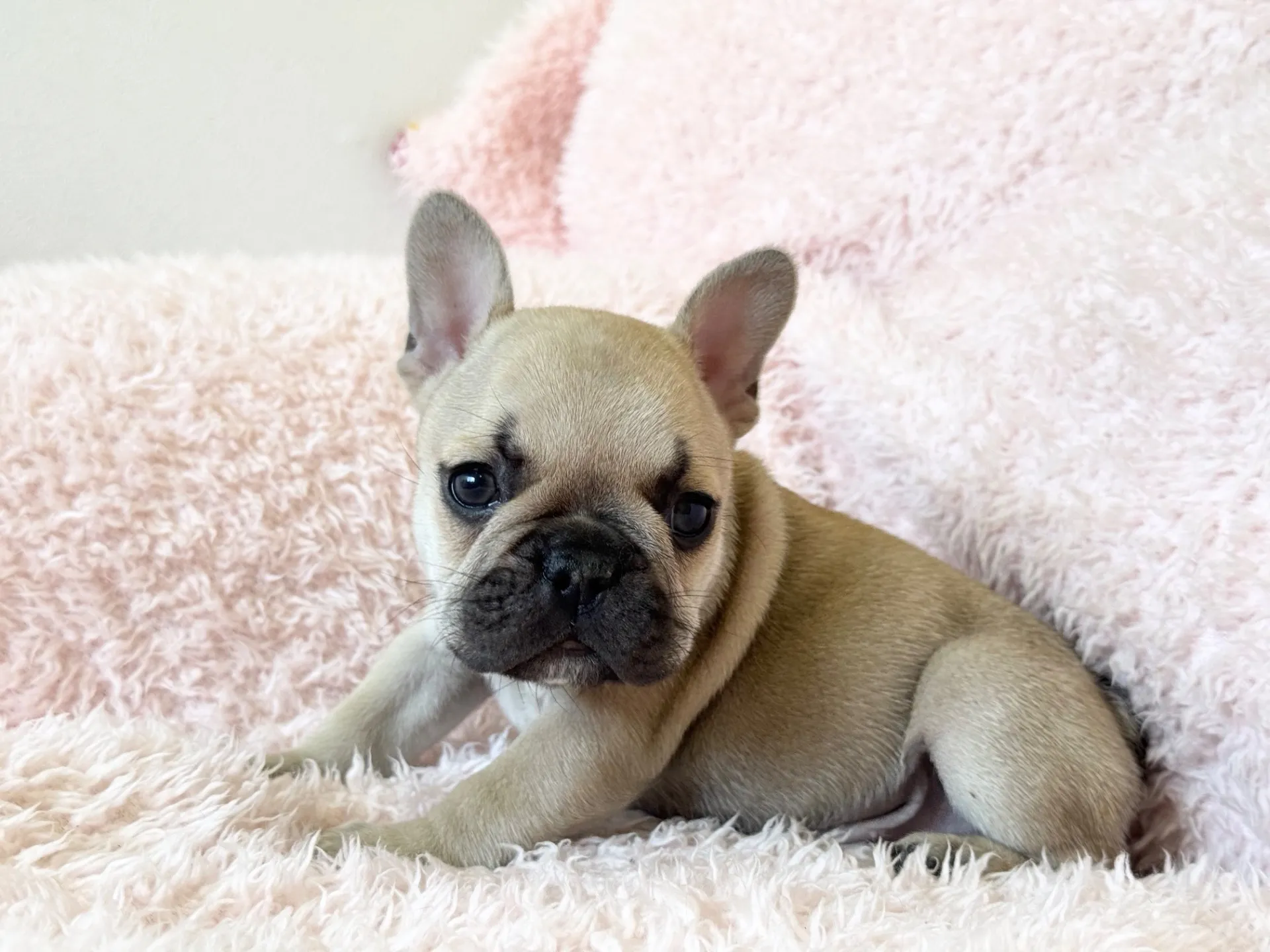 【ご契約済み】フレンチブルドッグ