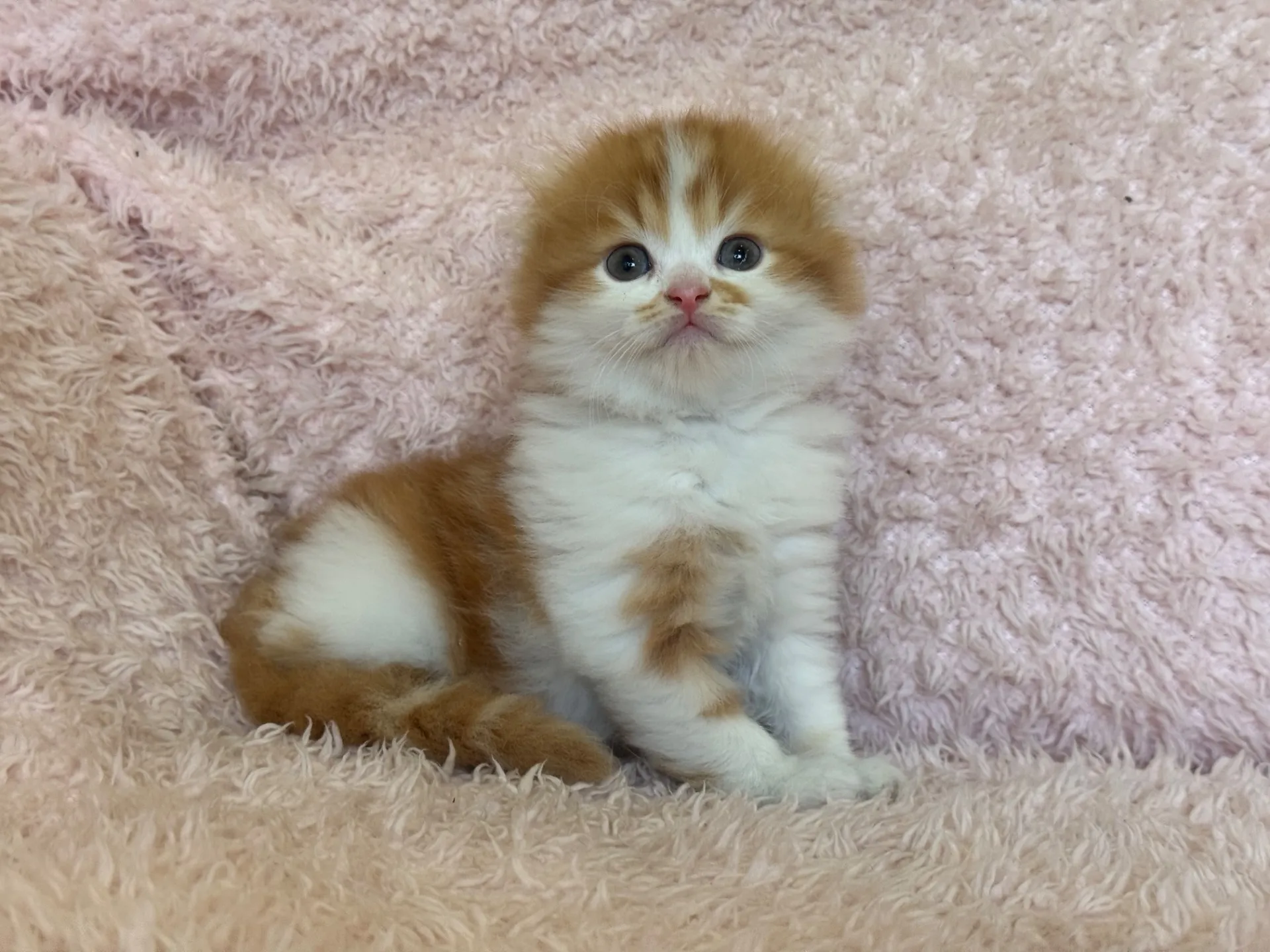 【ご契約済み】スコティッシュフォールド