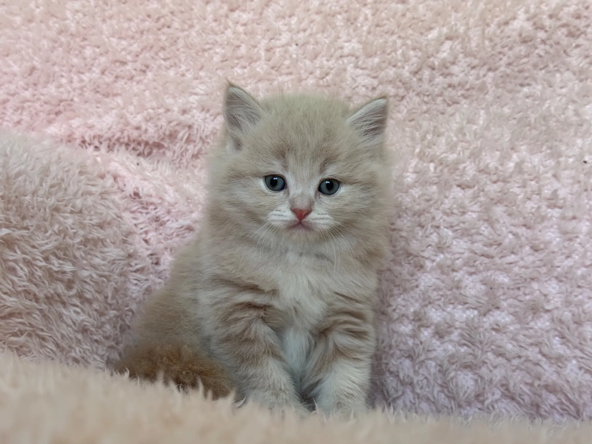 【ご契約済み】スコティッシュフォールド