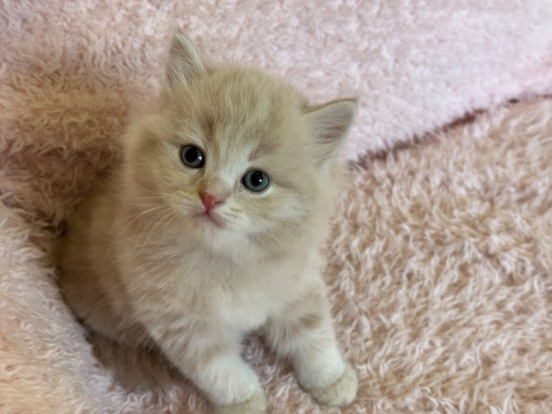 【ご契約済み】スコティッシュフォールド