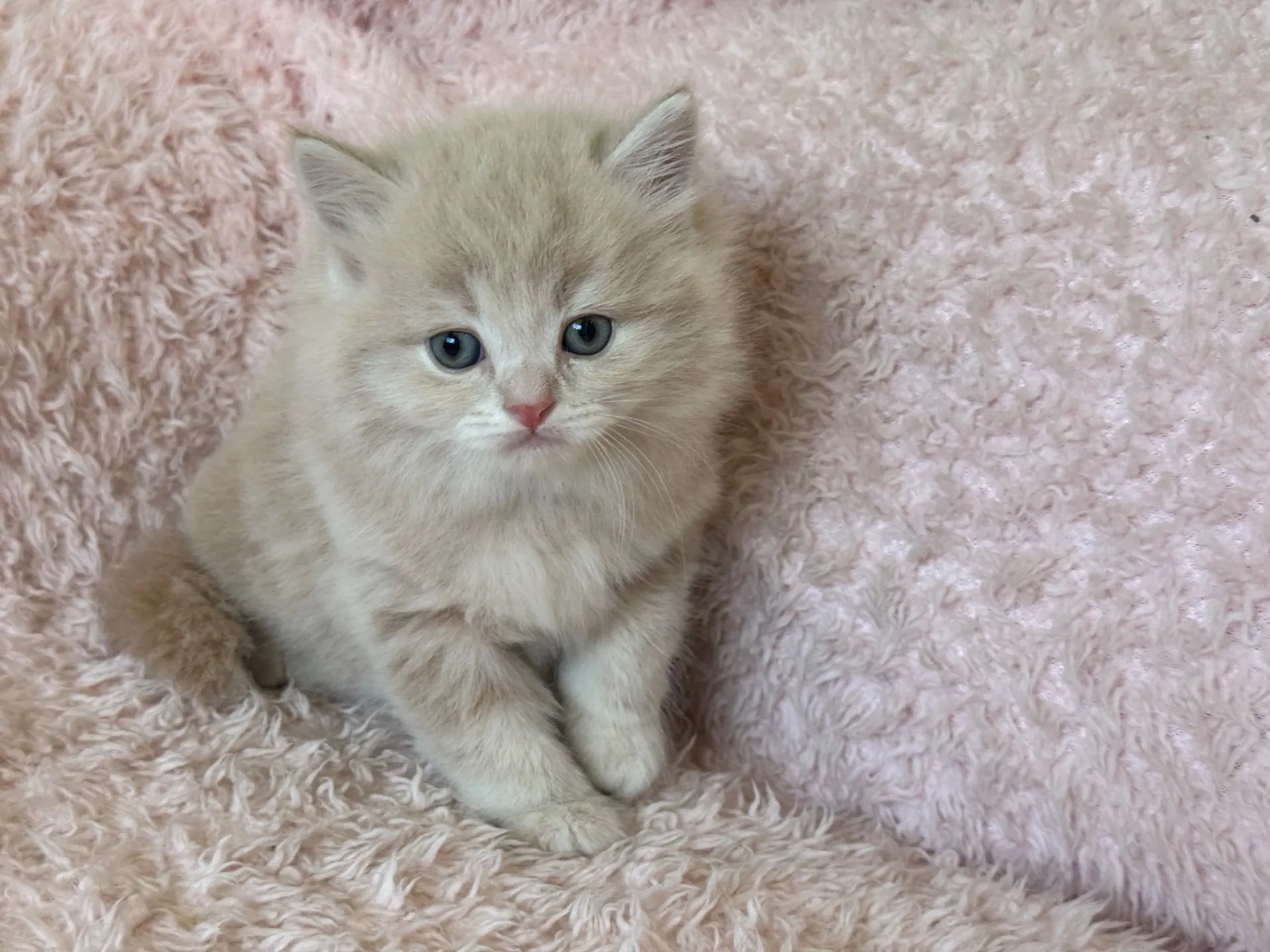 【ご契約済み】スコティッシュフォールド