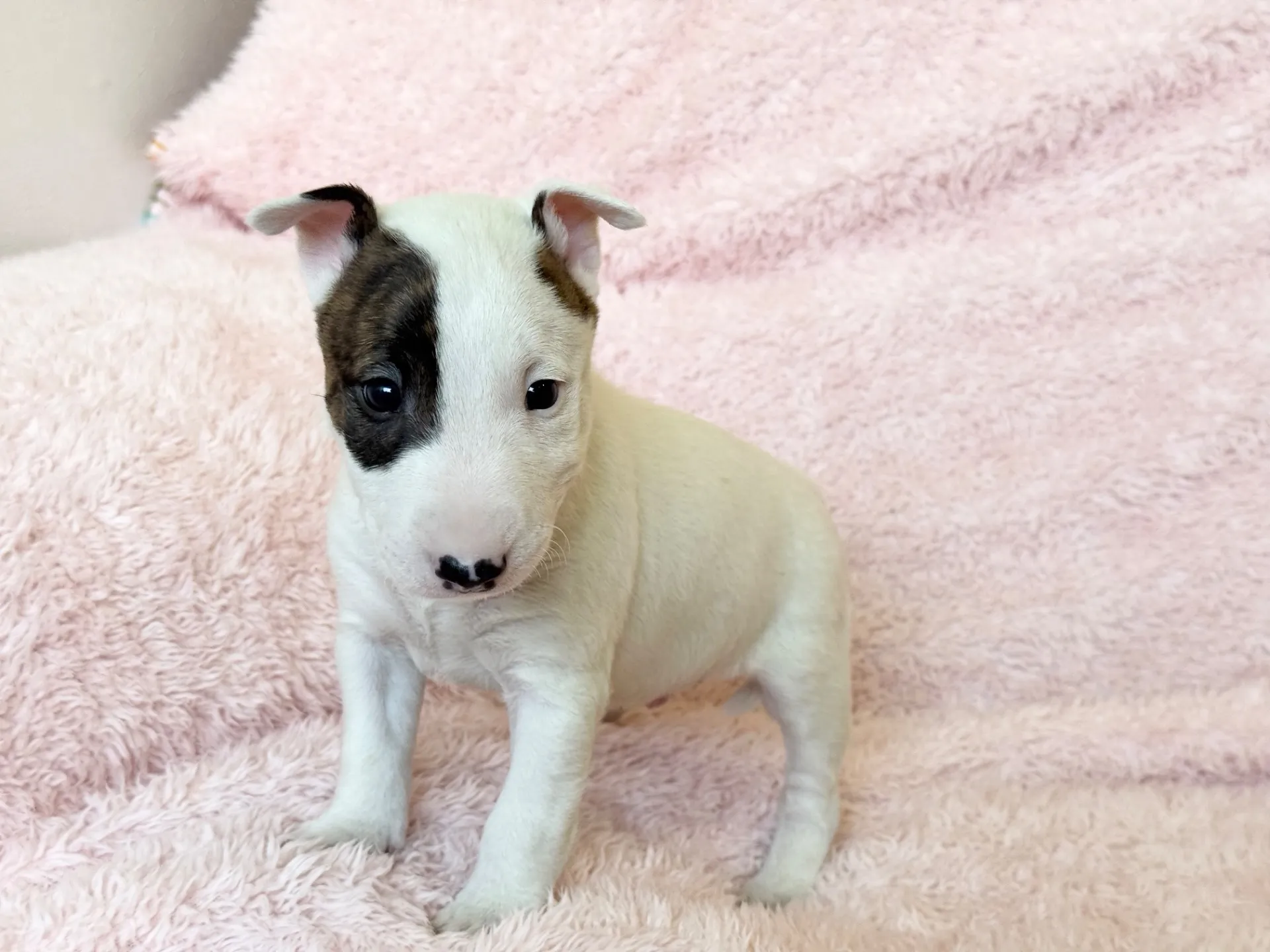 【ご契約済み】ミニチュアブルテリア