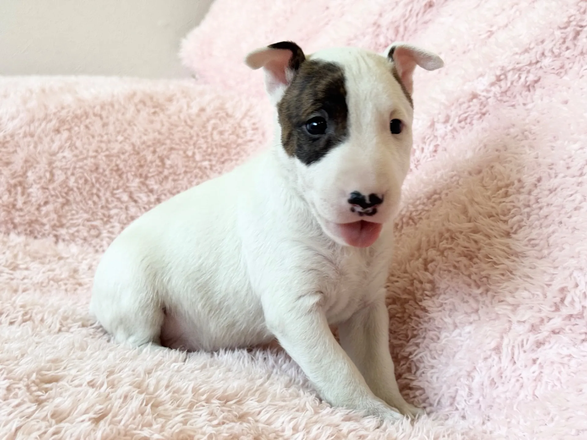 【ご契約済み】ミニチュアブルテリア