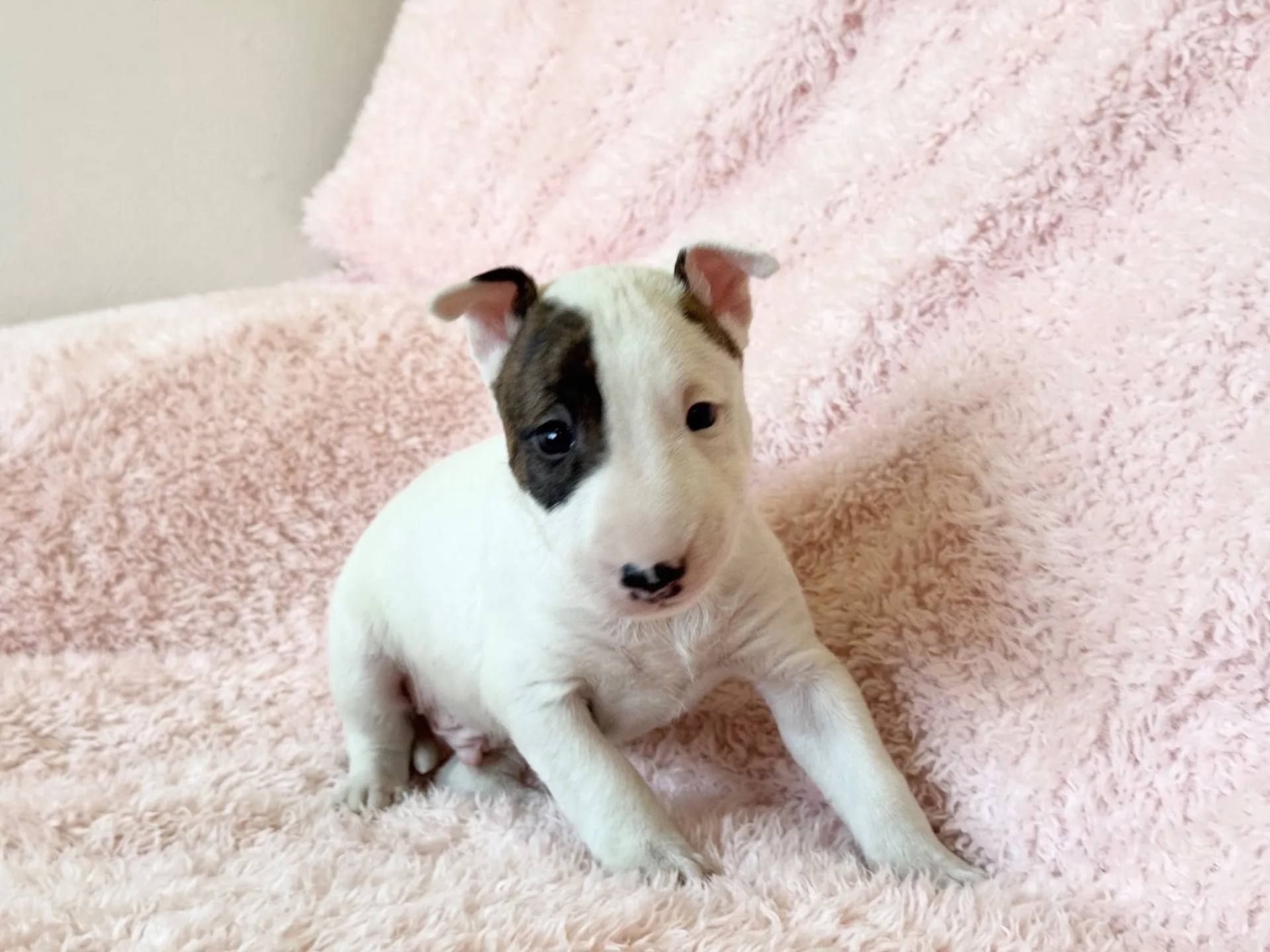 【ご契約済み】ミニチュアブルテリア