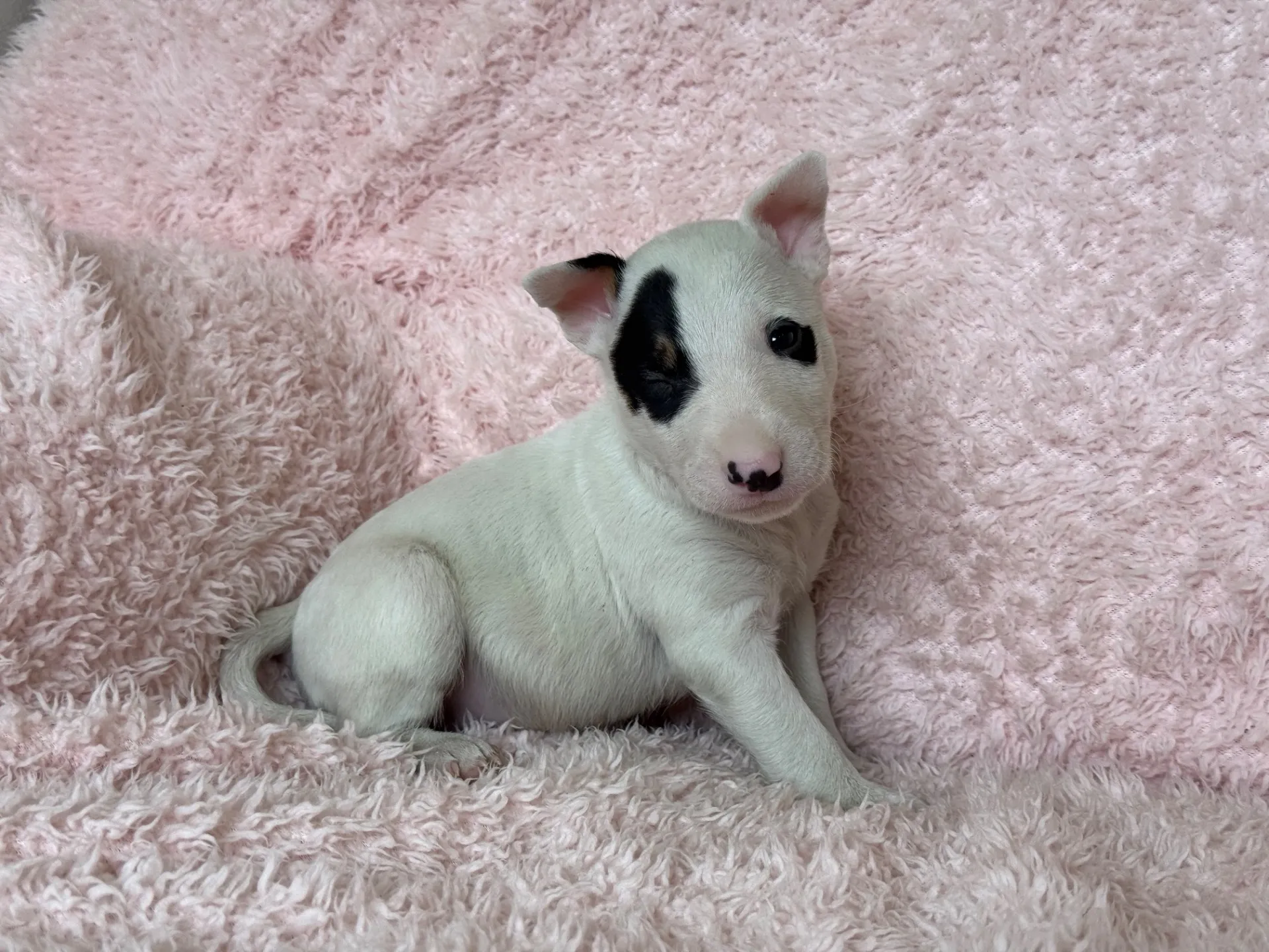 【ご契約済み】ミニチュアブルテリア