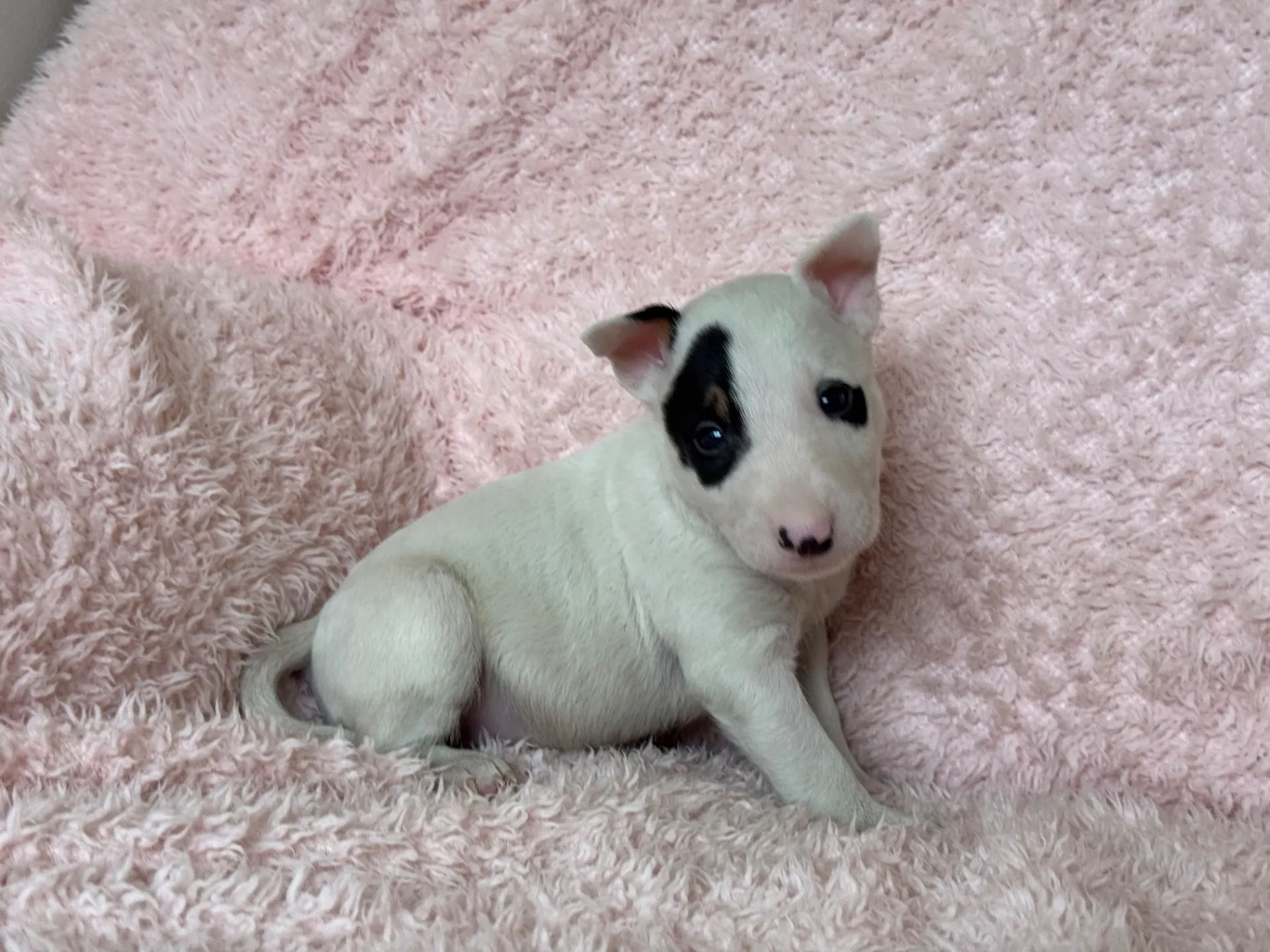 【ご契約済み】ミニチュアブルテリア