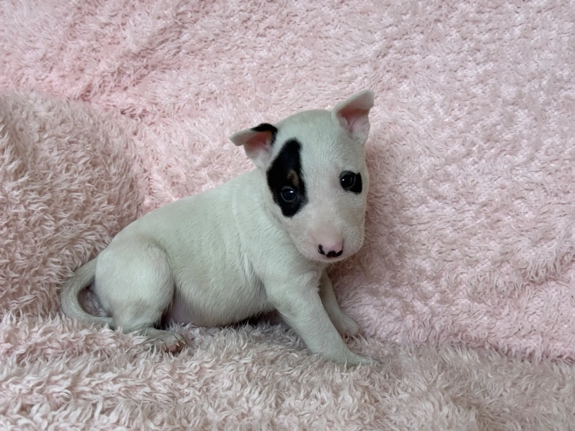 【ご契約済み】ミニチュアブルテリア