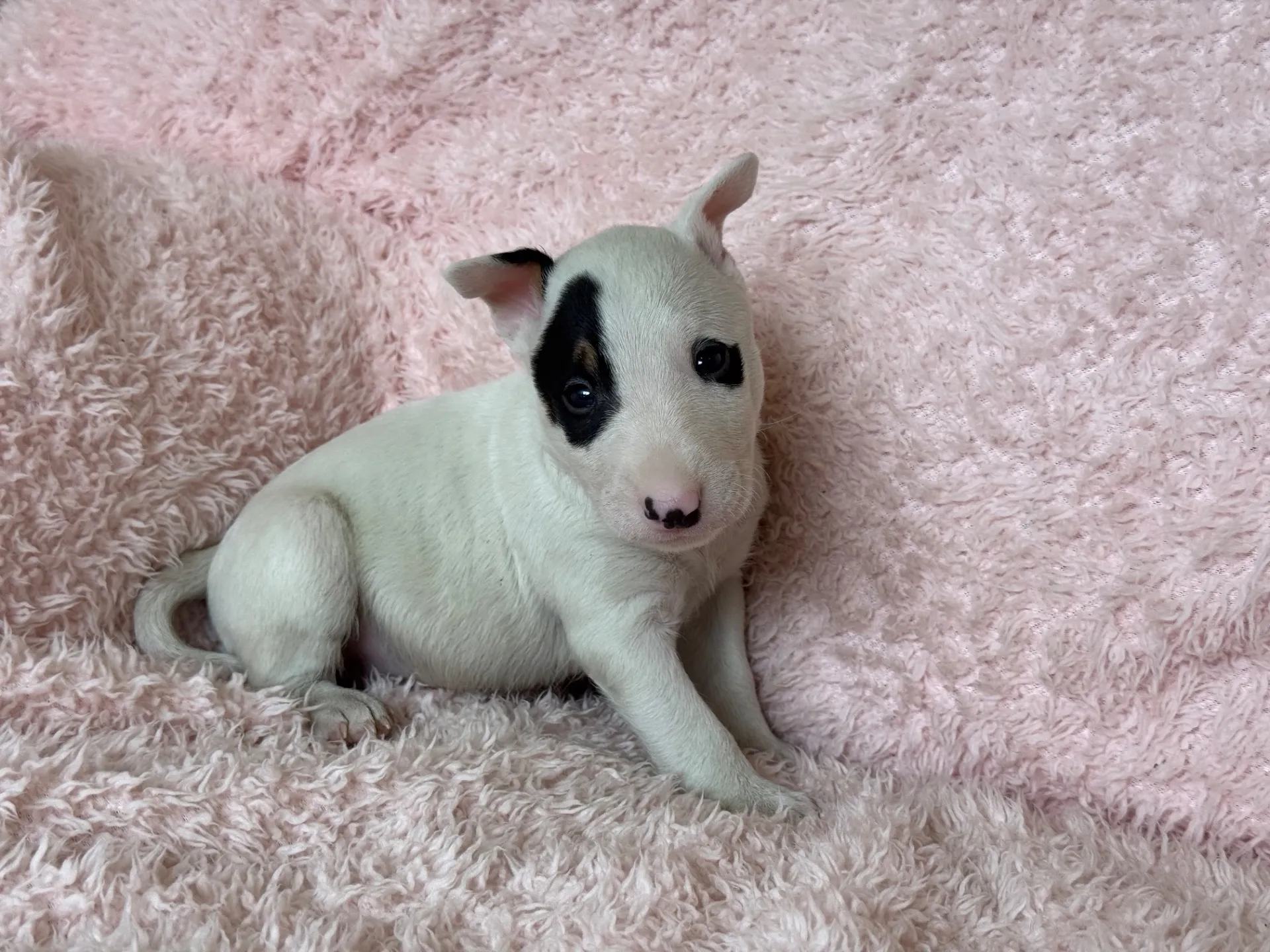 【ご契約済み】ミニチュアブルテリア