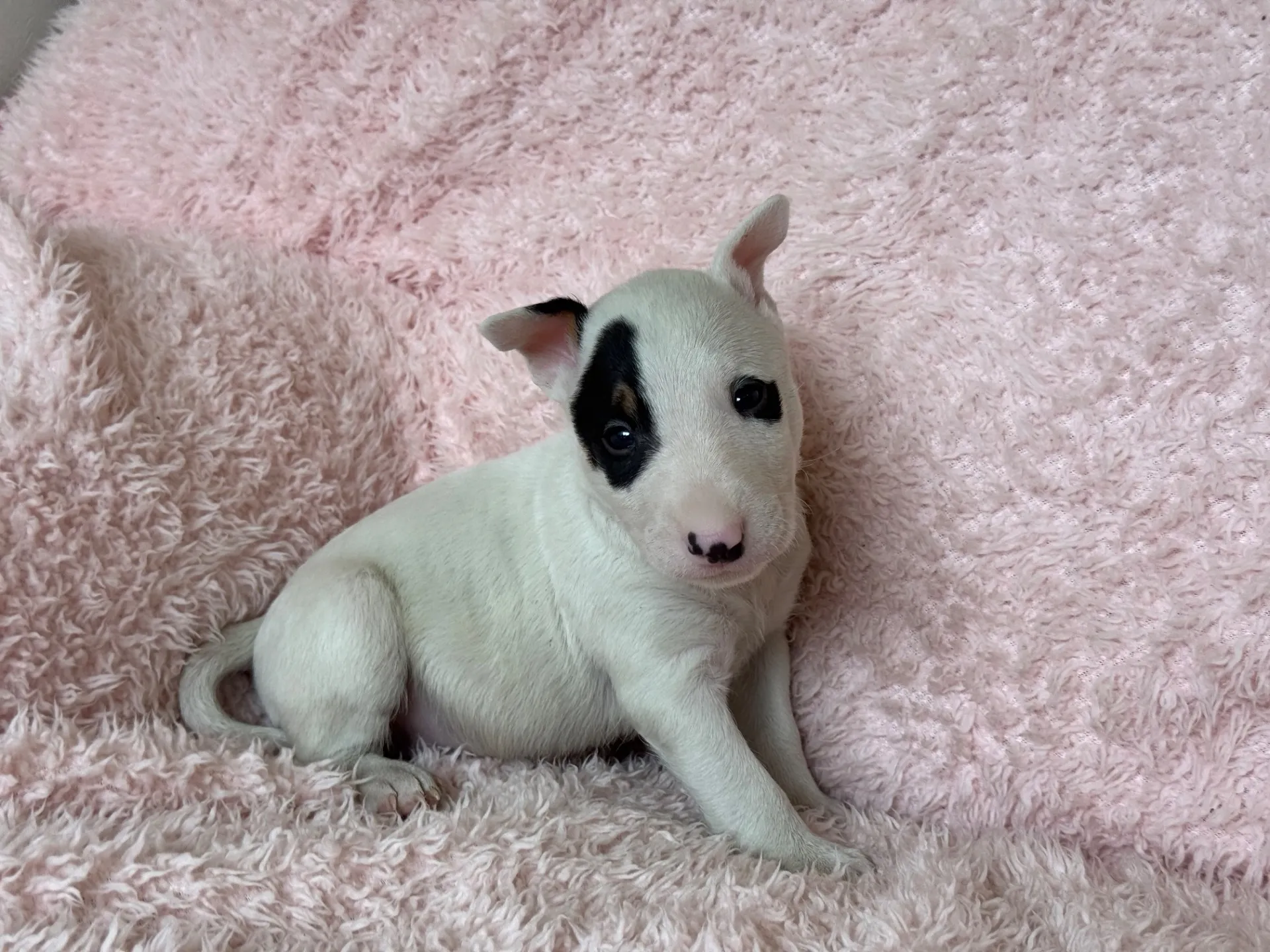 【ご契約済み】ミニチュアブルテリア