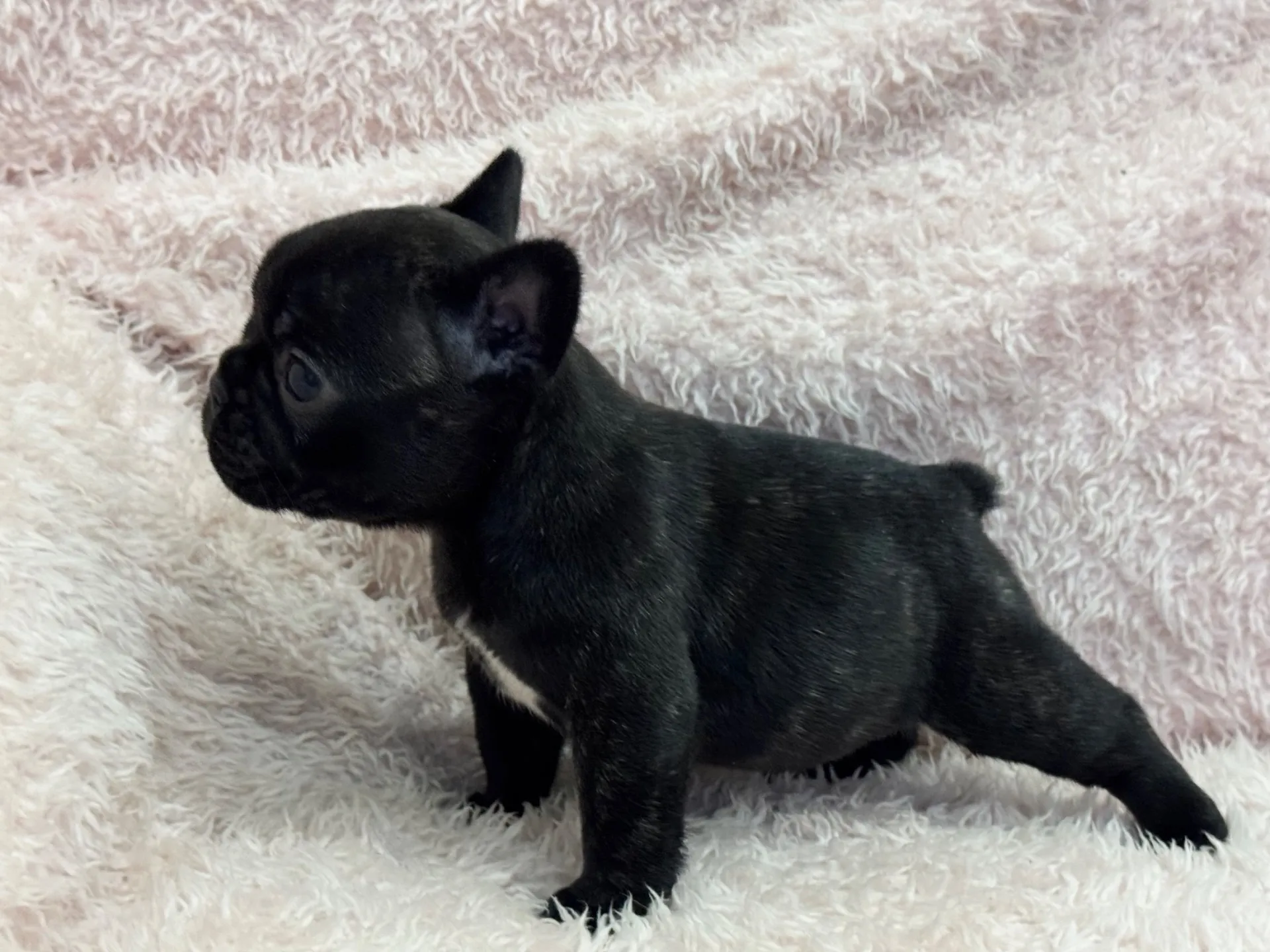 【ご契約済み】フレンチブルドッグ