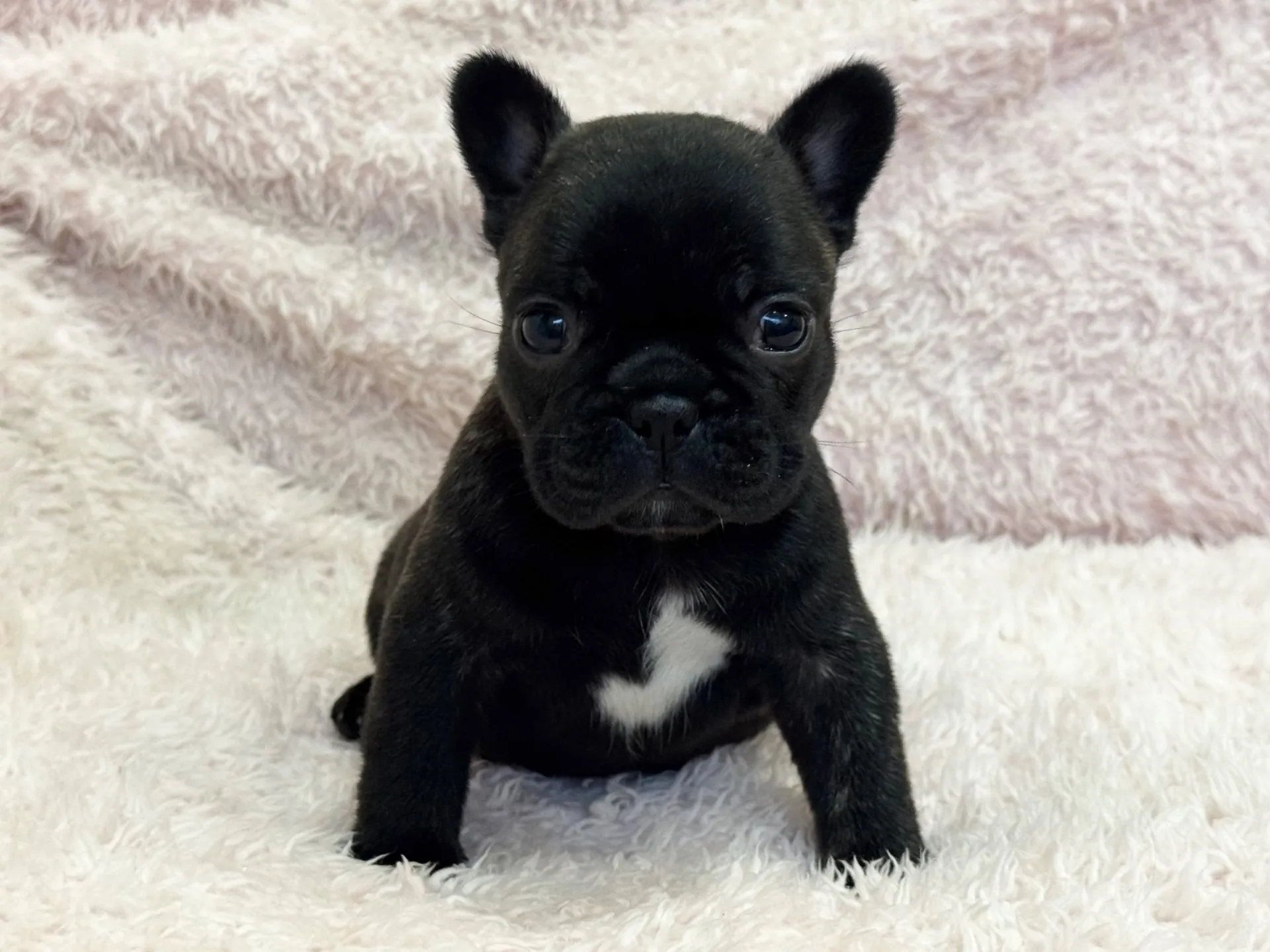 【ご契約済み】フレンチブルドッグ