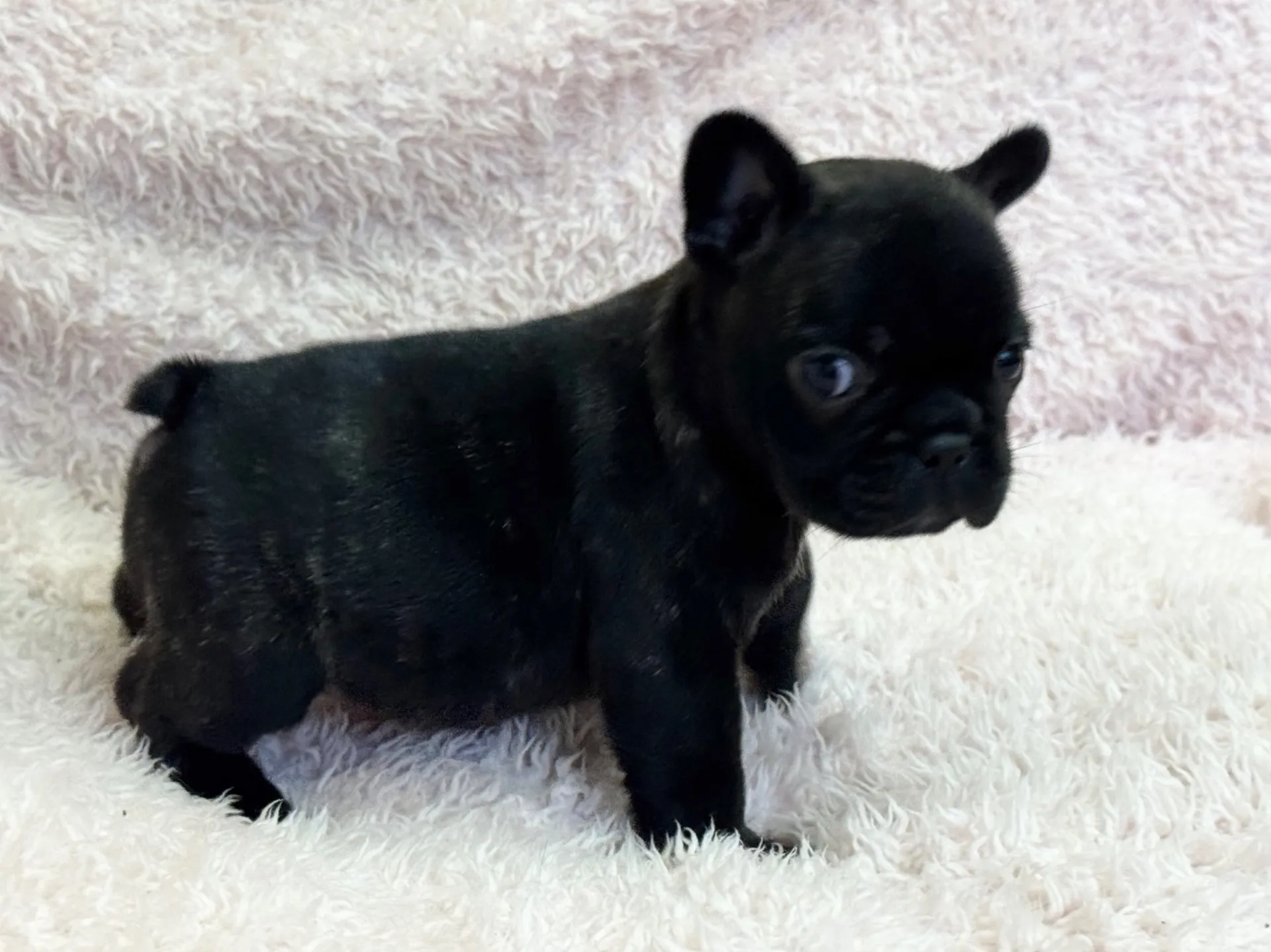 【ご契約済み】フレンチブルドッグ