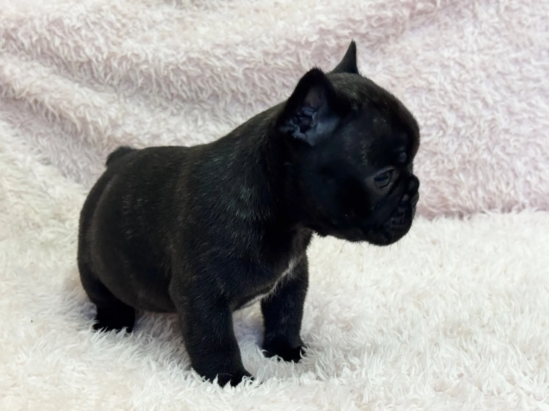 【ご契約済み】フレンチブルドッグ