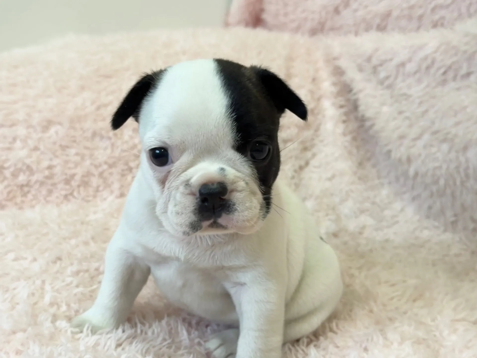 【ご契約済み】フレンチブルドッグ