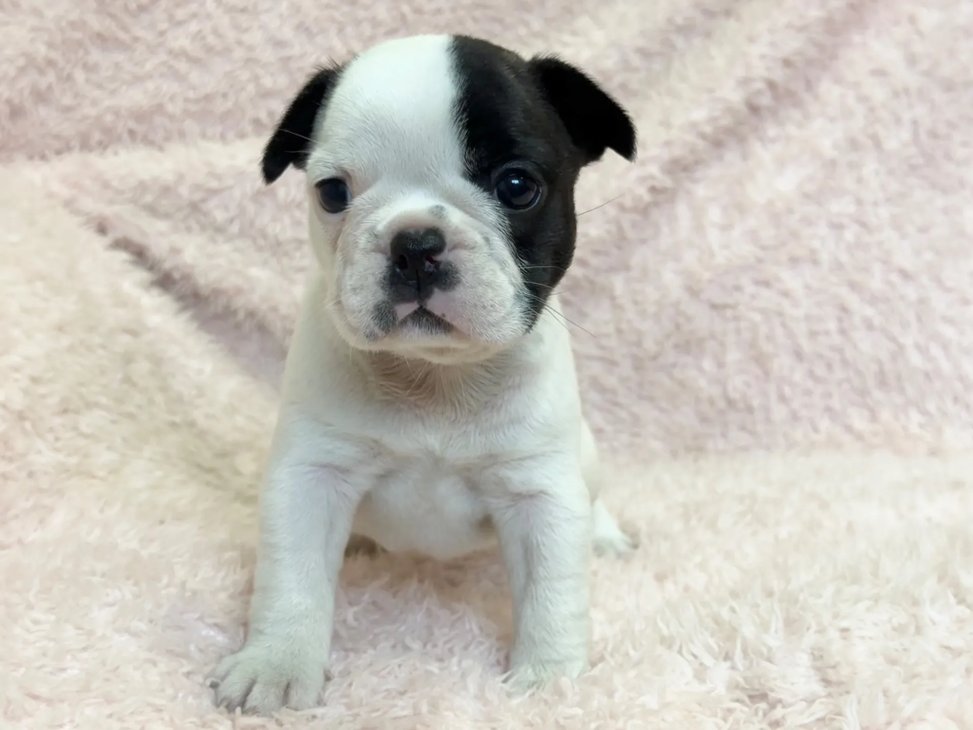 【ご契約済み】フレンチブルドッグ