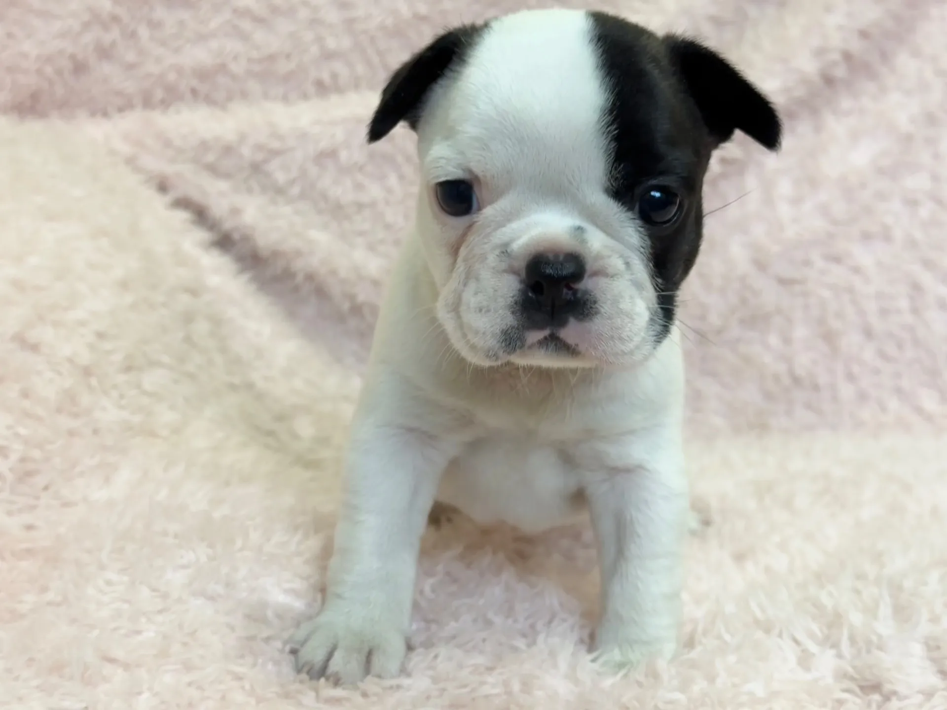 【ご契約済み】フレンチブルドッグ