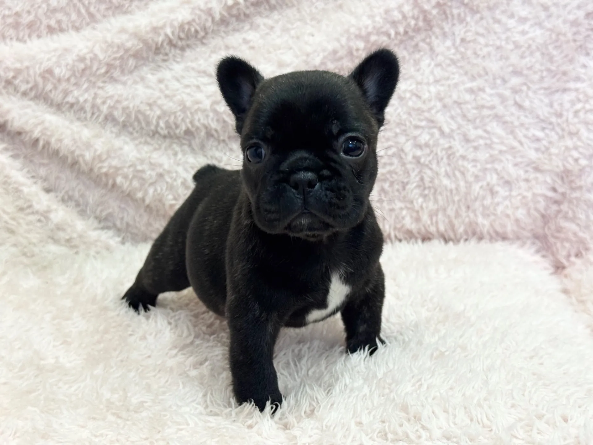 【ご契約済み】フレンチブルドッグ