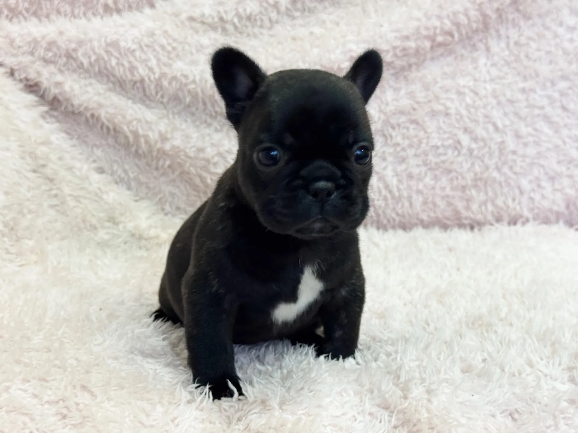 【ご契約済み】フレンチブルドッグ