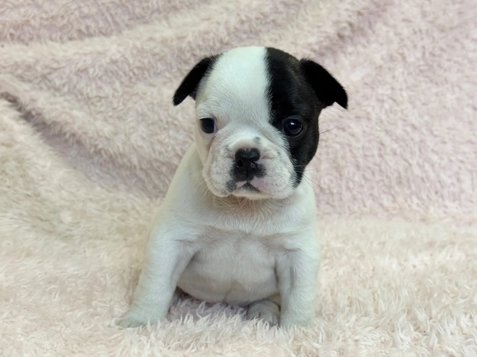 【ご契約済み】フレンチブルドッグ