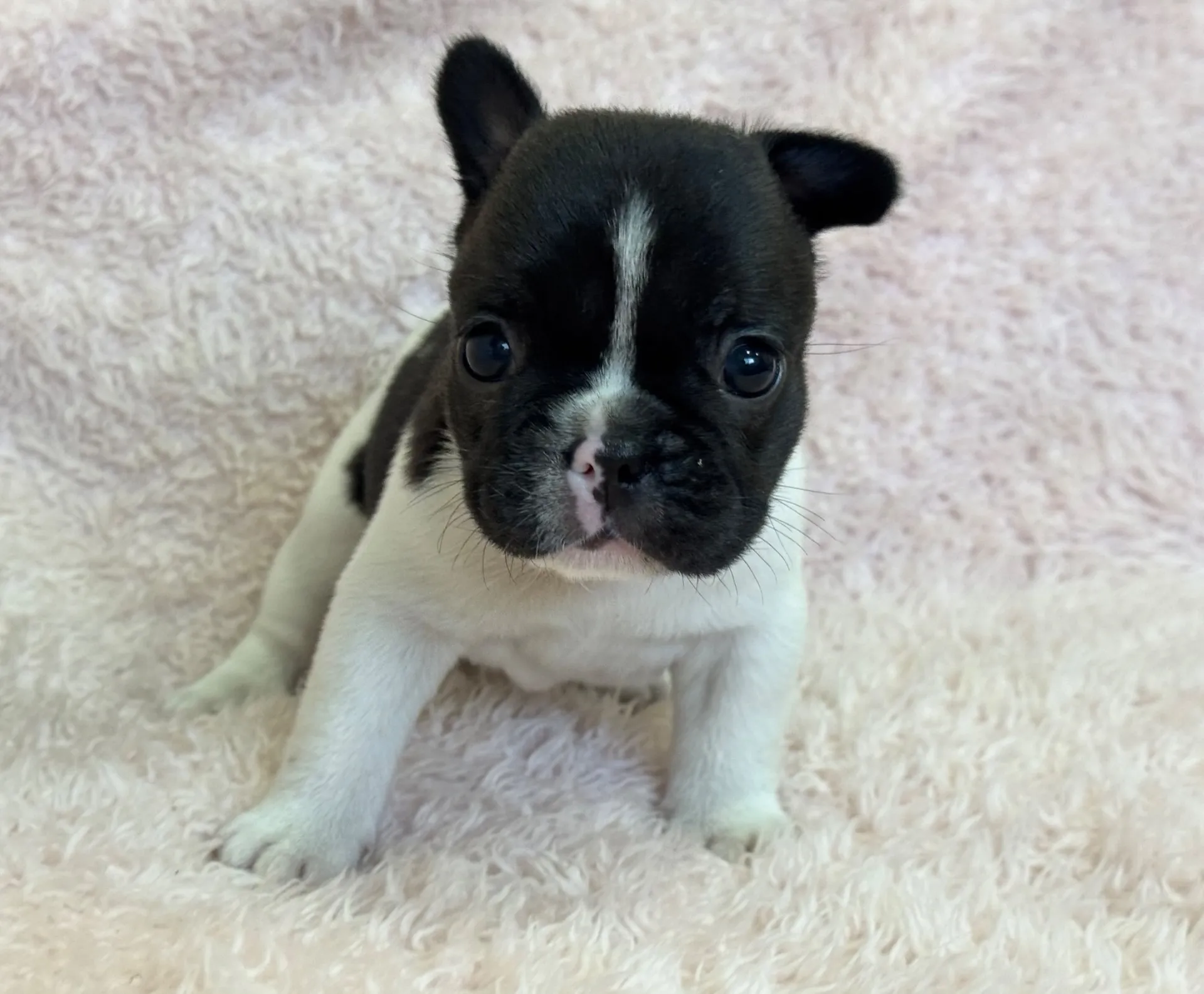 【ご契約済み】フレンチブルドッグ