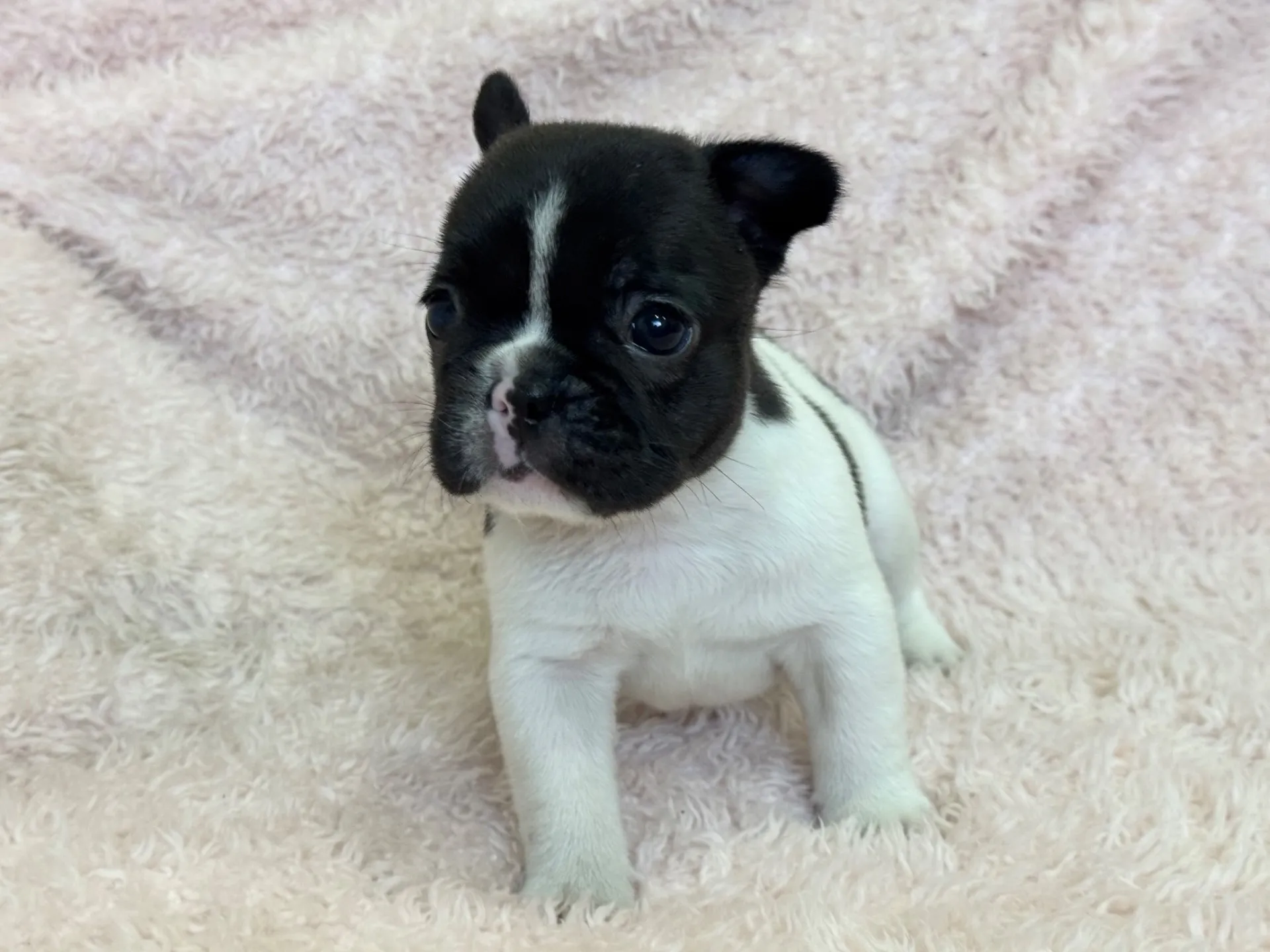 【ご契約済み】フレンチブルドッグ