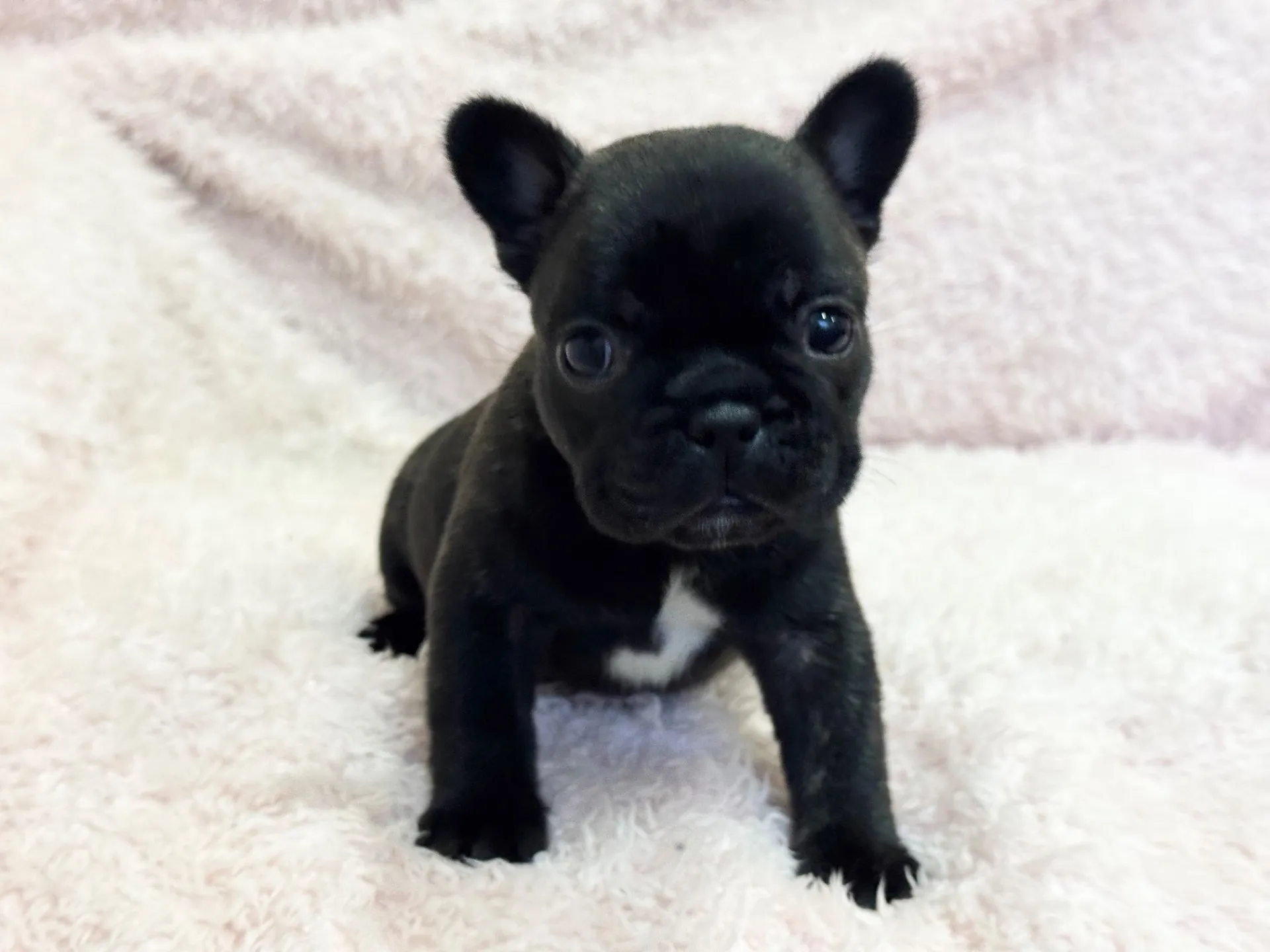 【ご契約済み】フレンチブルドッグ