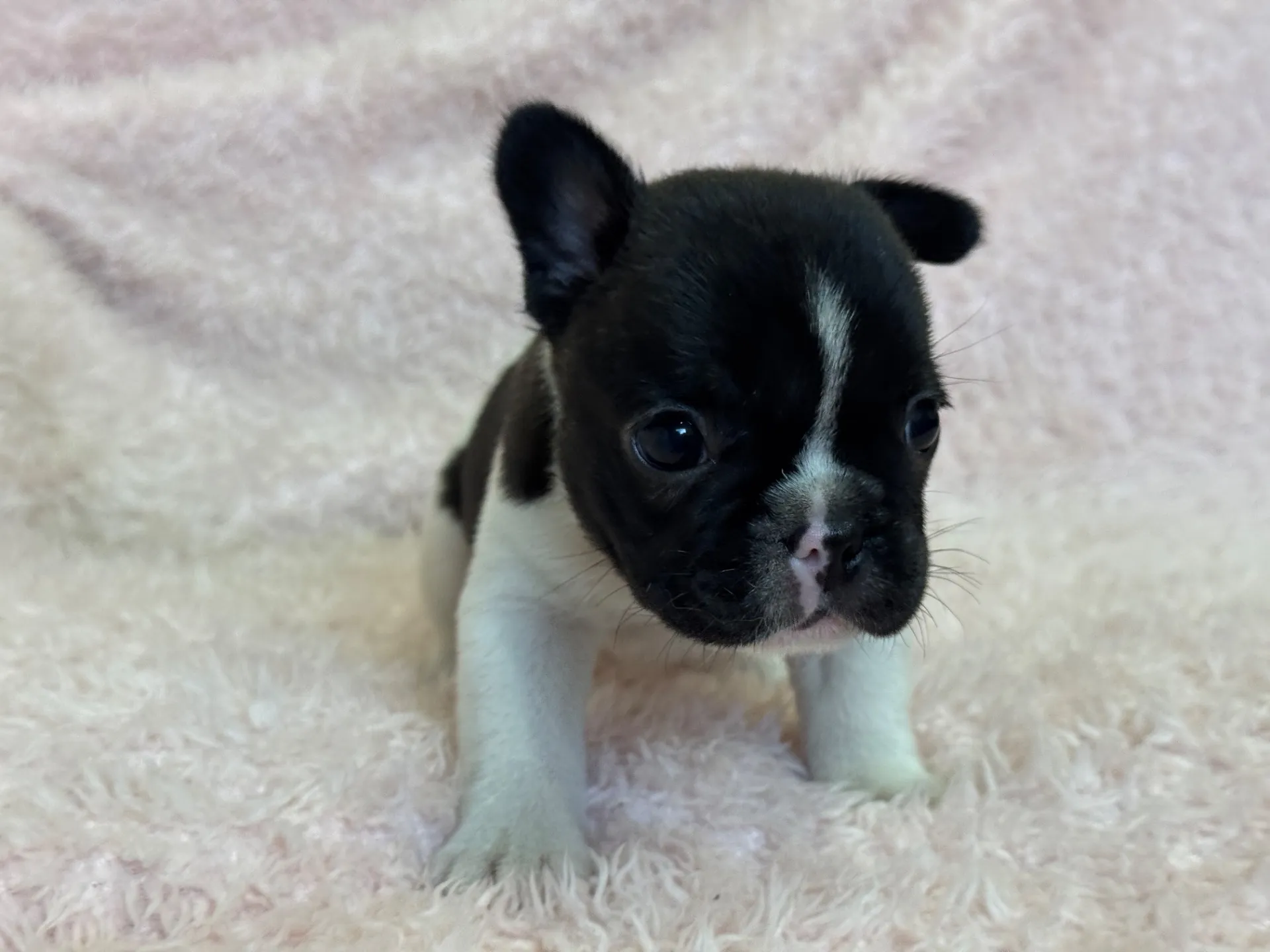 【ご契約済み】フレンチブルドッグ